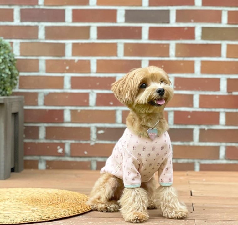 【SALE】 lily t-shirt S ~ XL 2color  /  犬服 秋冬 新作 犬の服 長袖 トップス ドッグウェア 可愛い ワンコ服 花柄