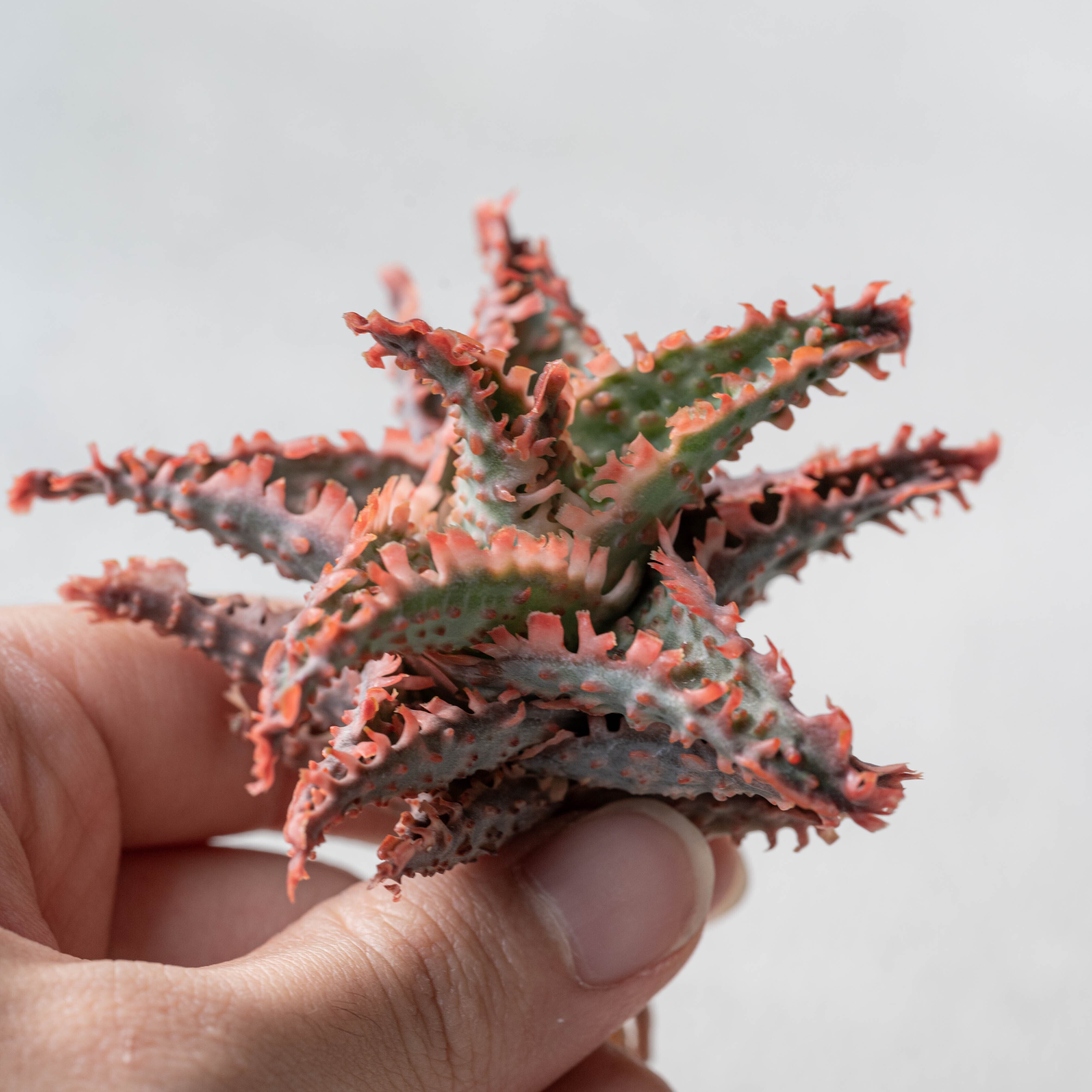 アロエ ハイブリッド -Aloe hybrid- No.12