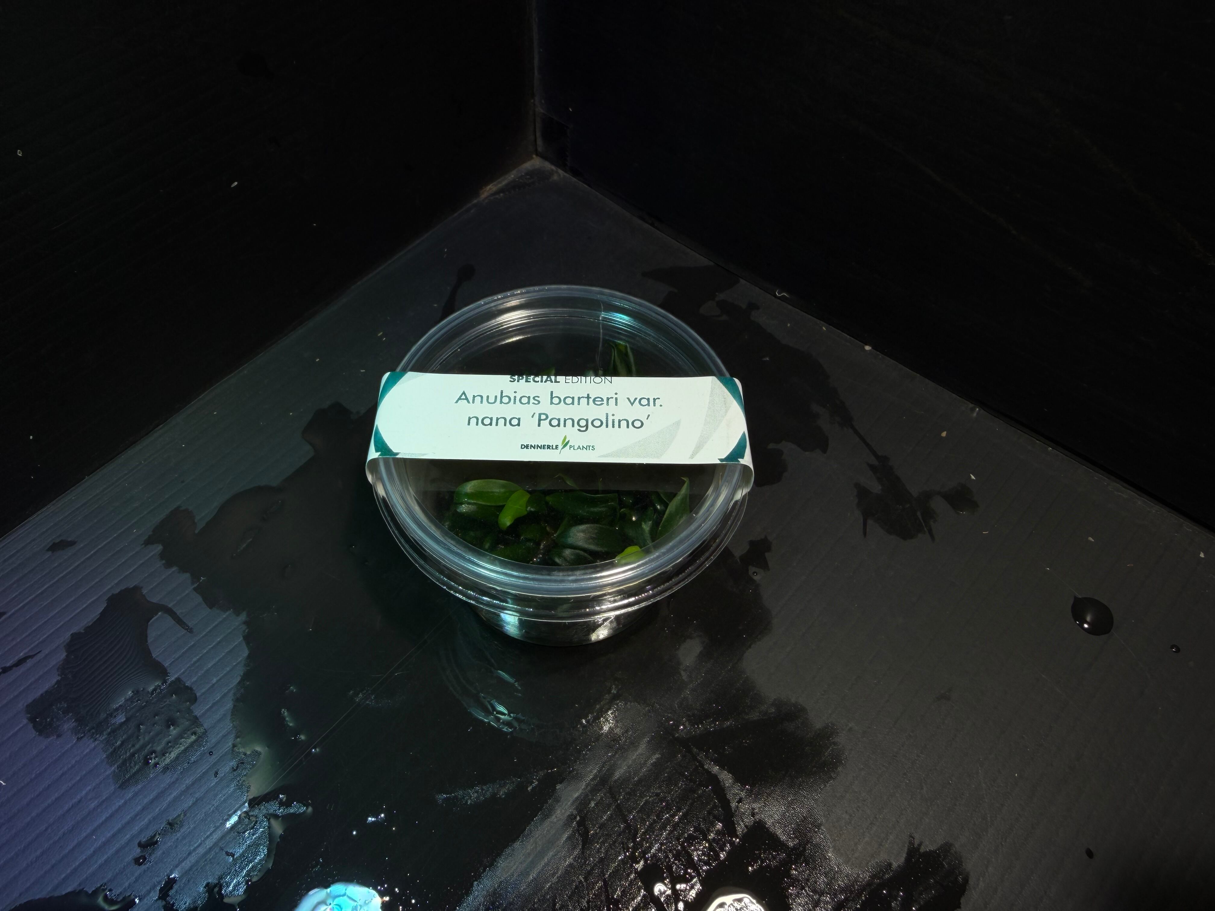 水草・観葉植物 | AquaFocus