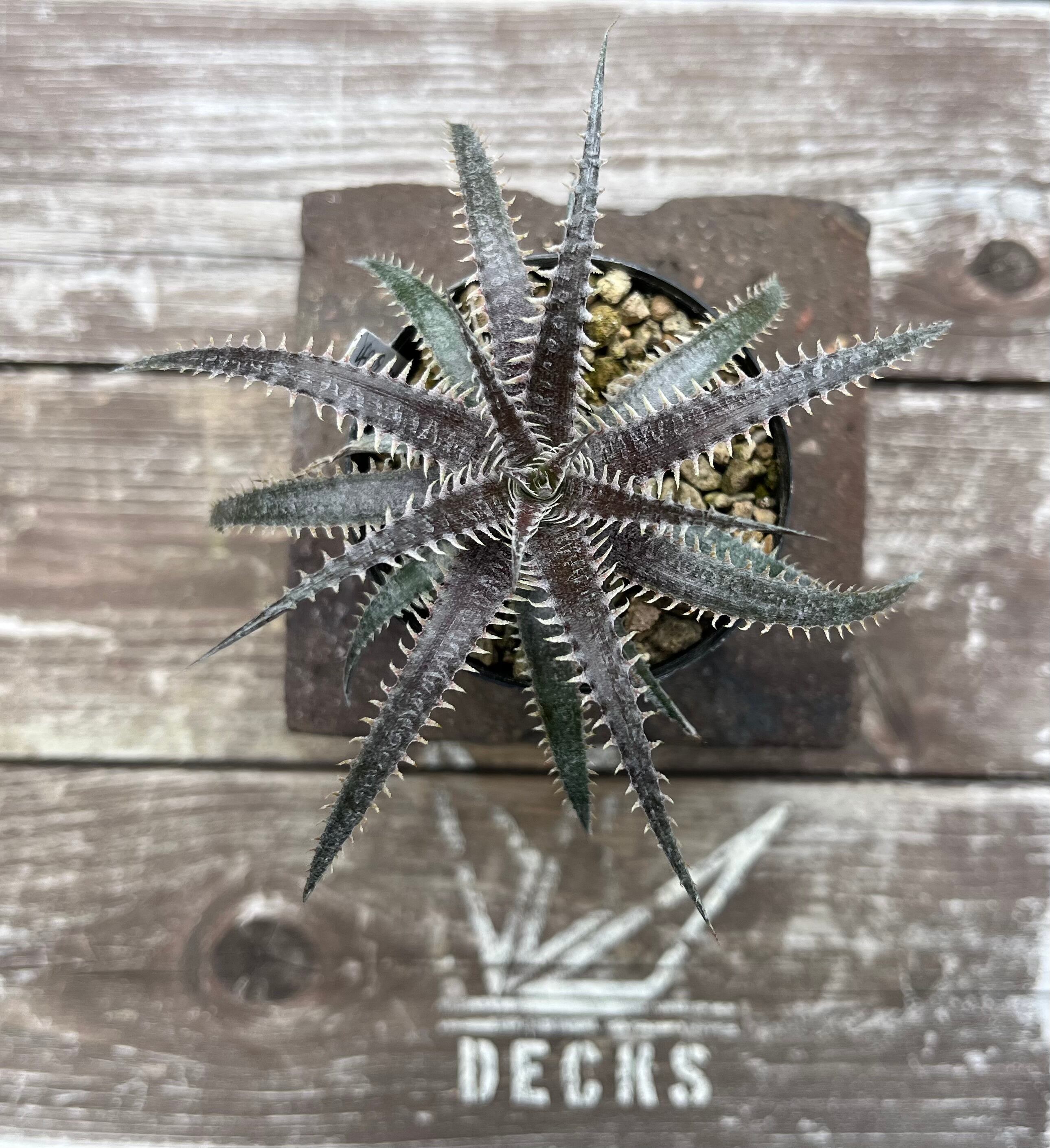 Dyckia 4th of July series XXX-2 子株 | DECKS