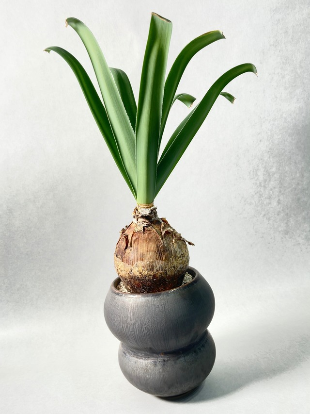 アモカリス・コラニカ