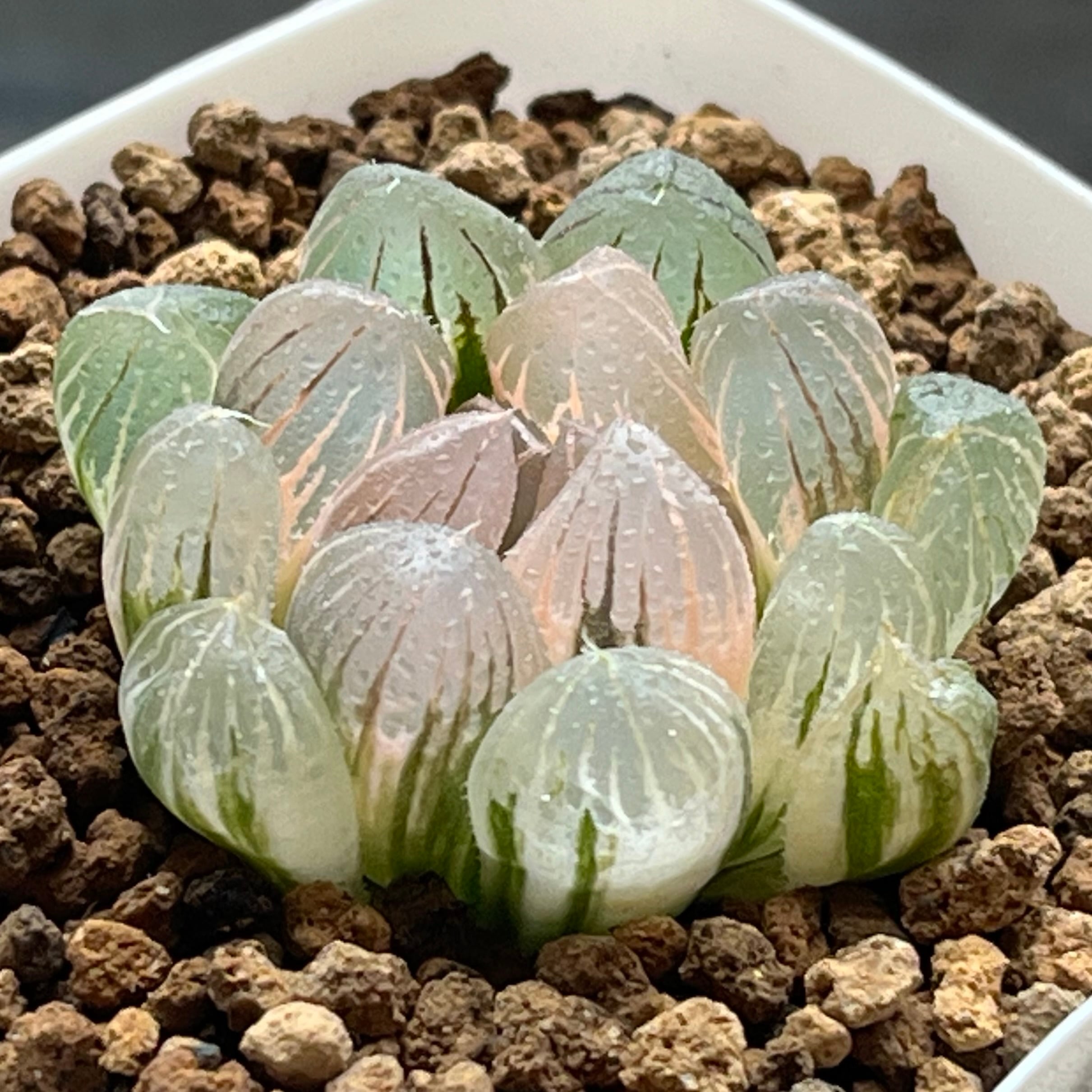 錦 | mocono_plants