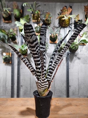 Aechmea  chantinii  hybrid  Select 【artPLANTs/PLANTS GARAGE 】エクメア/タンクブロメリア