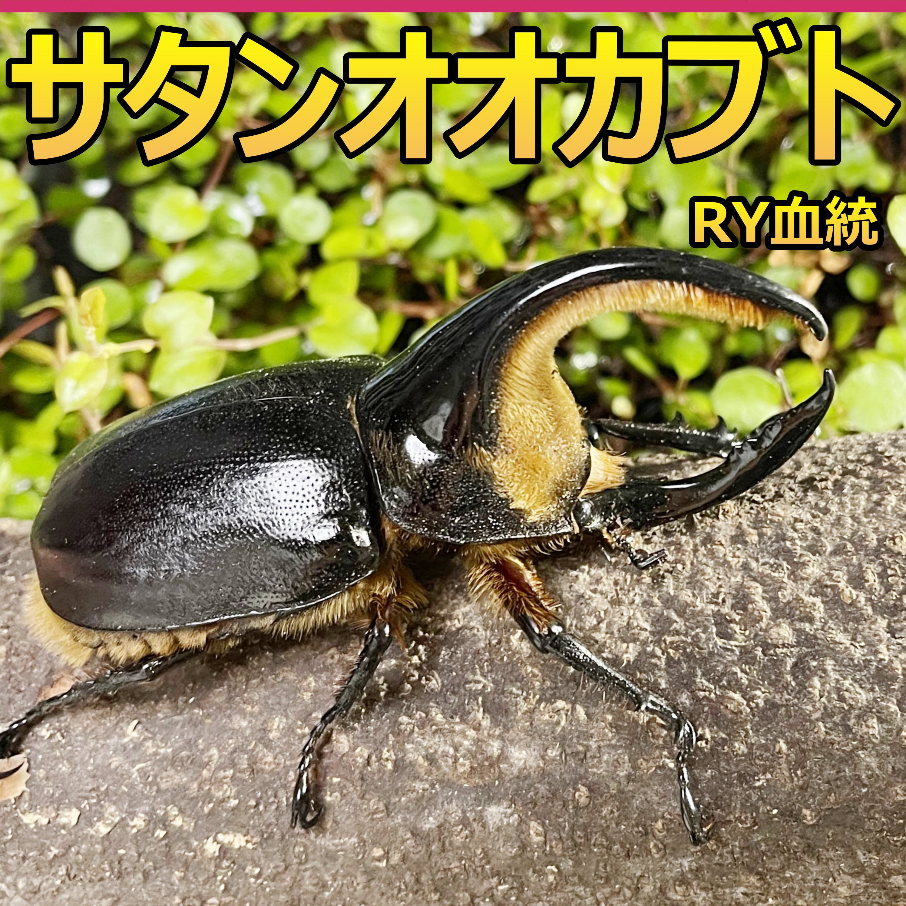 カブトムシ（国産）ペア 樹脂標本 Ｌサイズ - 標本