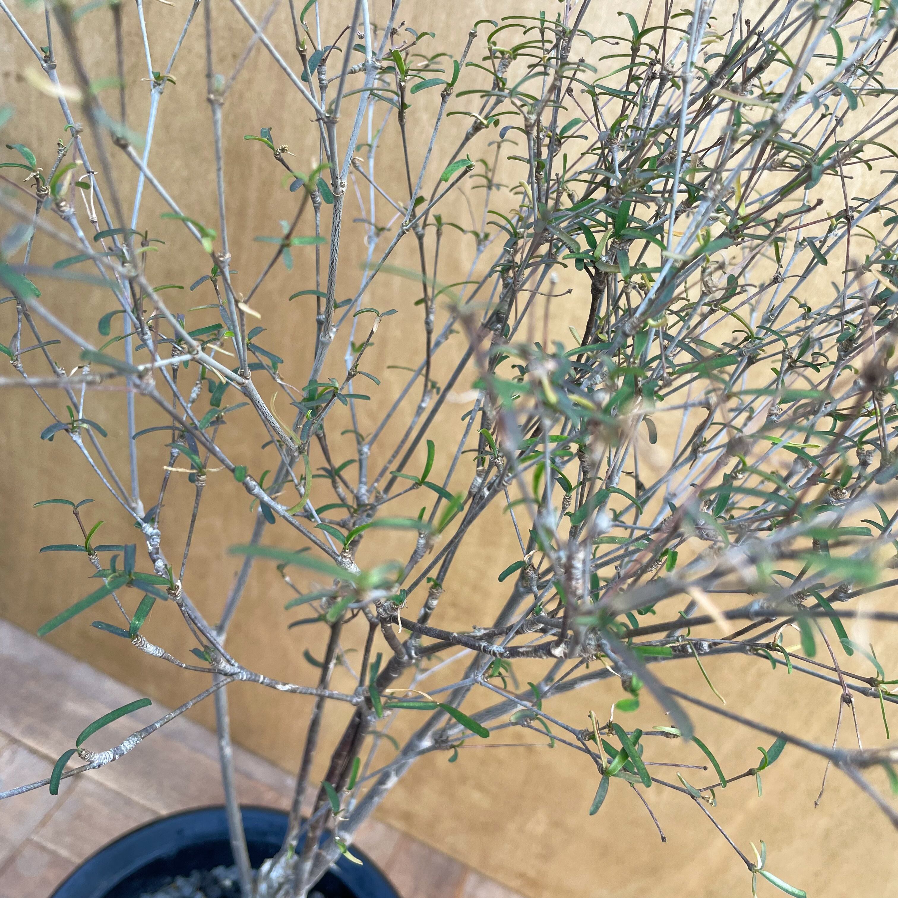 Euphorbia hedyotoides【ユーフォルビア・ヘディオトイデス】 | RIMO'S