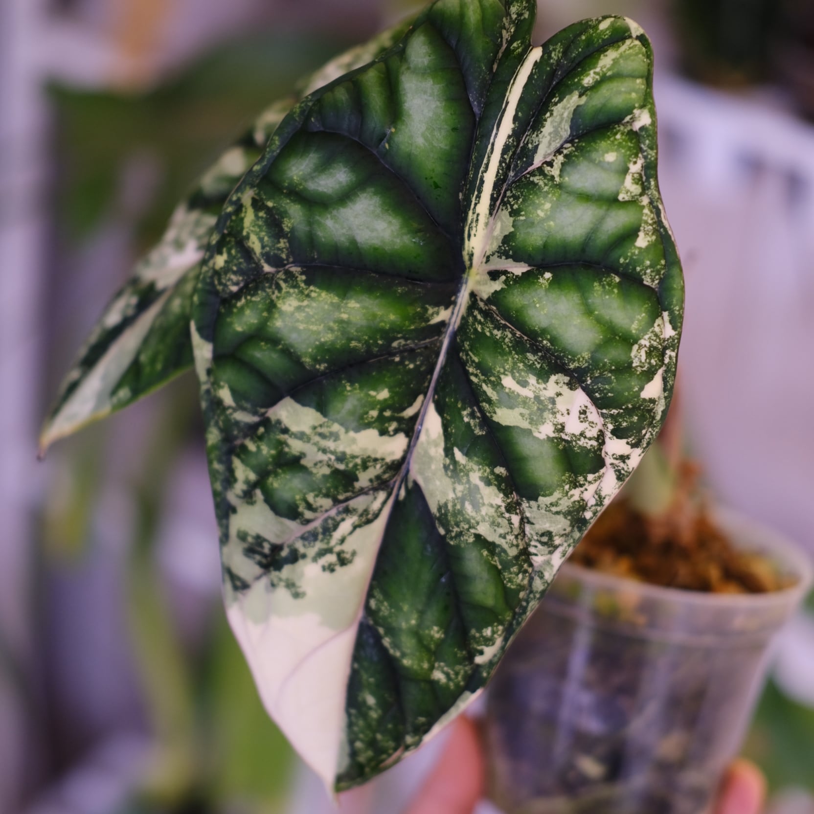 Alocasia dragon scale varigated⑤│アロカシア ドラゴンスケール 斑