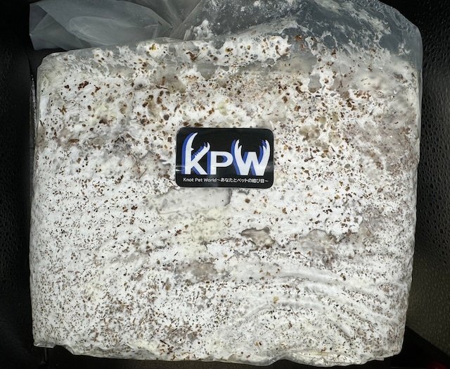 【バレンタインSALE先行特価】【5袋セット】【KPWオリジナル】オオヒラタケ菌糸ブロック 4000cc 【バレンタインSALE先行特価】【5袋セット】【KPWオリジナル】オオヒラタケ菌糸ブロック 4000cc
