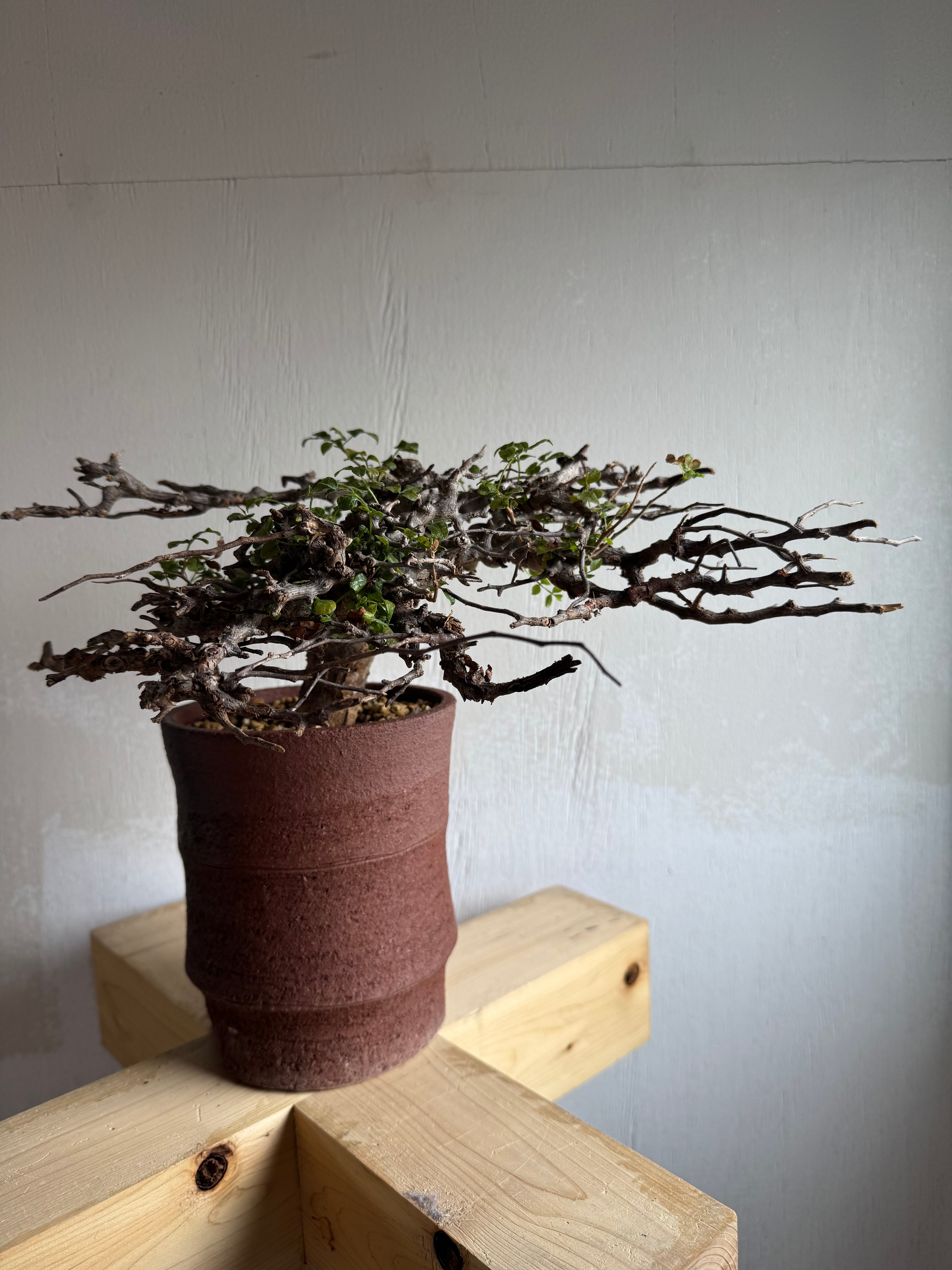 大株 灌木系 塊根植物 コミフォラ エイルCommiphora sp.Eyl 大株 灌木系 塊根植物 コミフォラ エイルCommiphora sp.Eyl - メルカリ