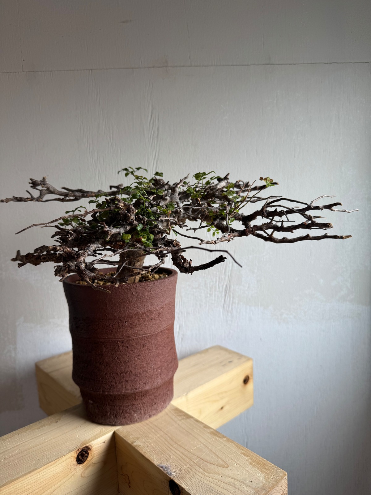 新着】Commiphora Eyl【最高の灌木 ・コンパクトなサイズ感 
