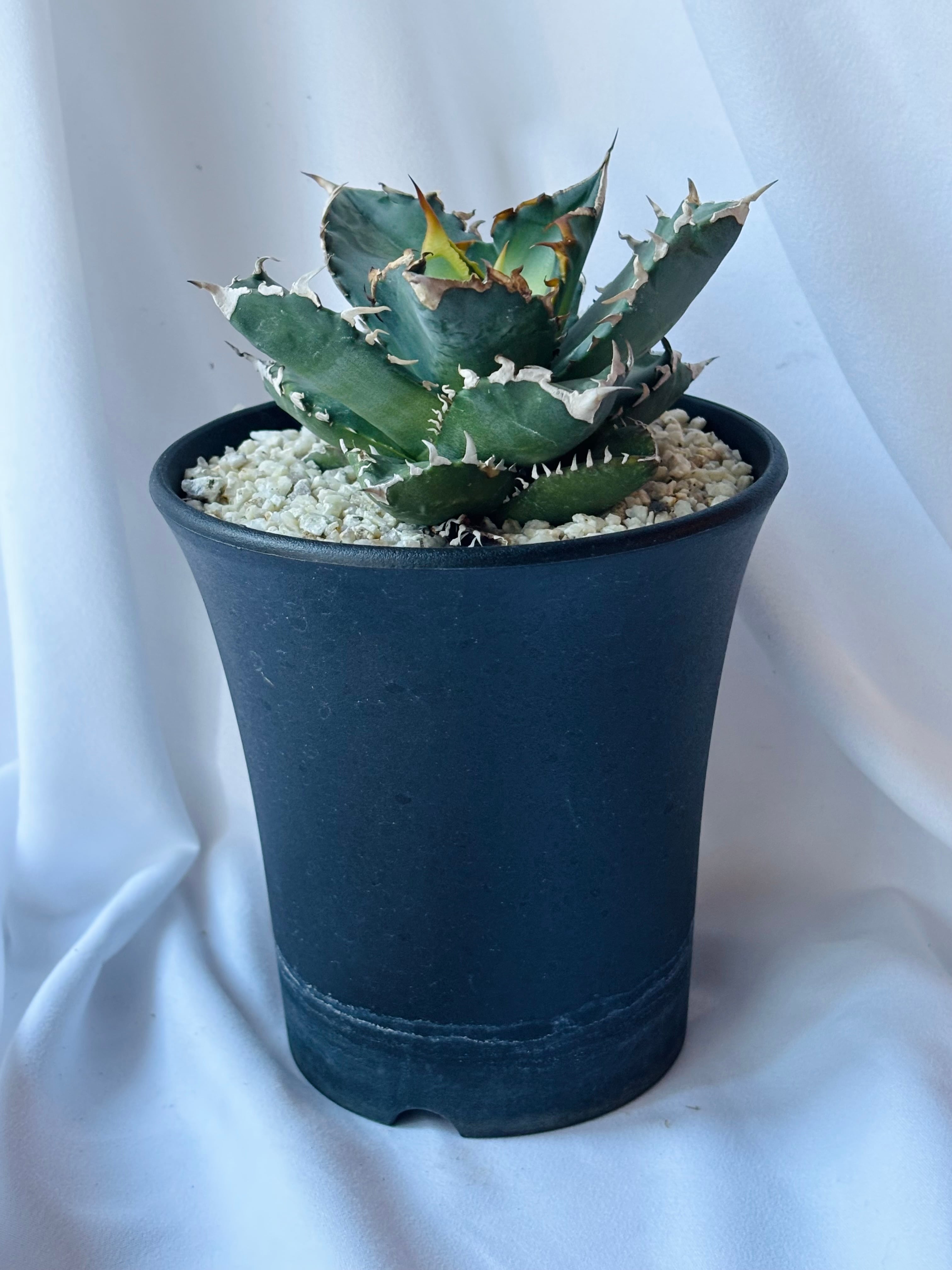 Agave Titanota Solar eclipse アガベ チタノタ 狂刺夕映 多肉植物