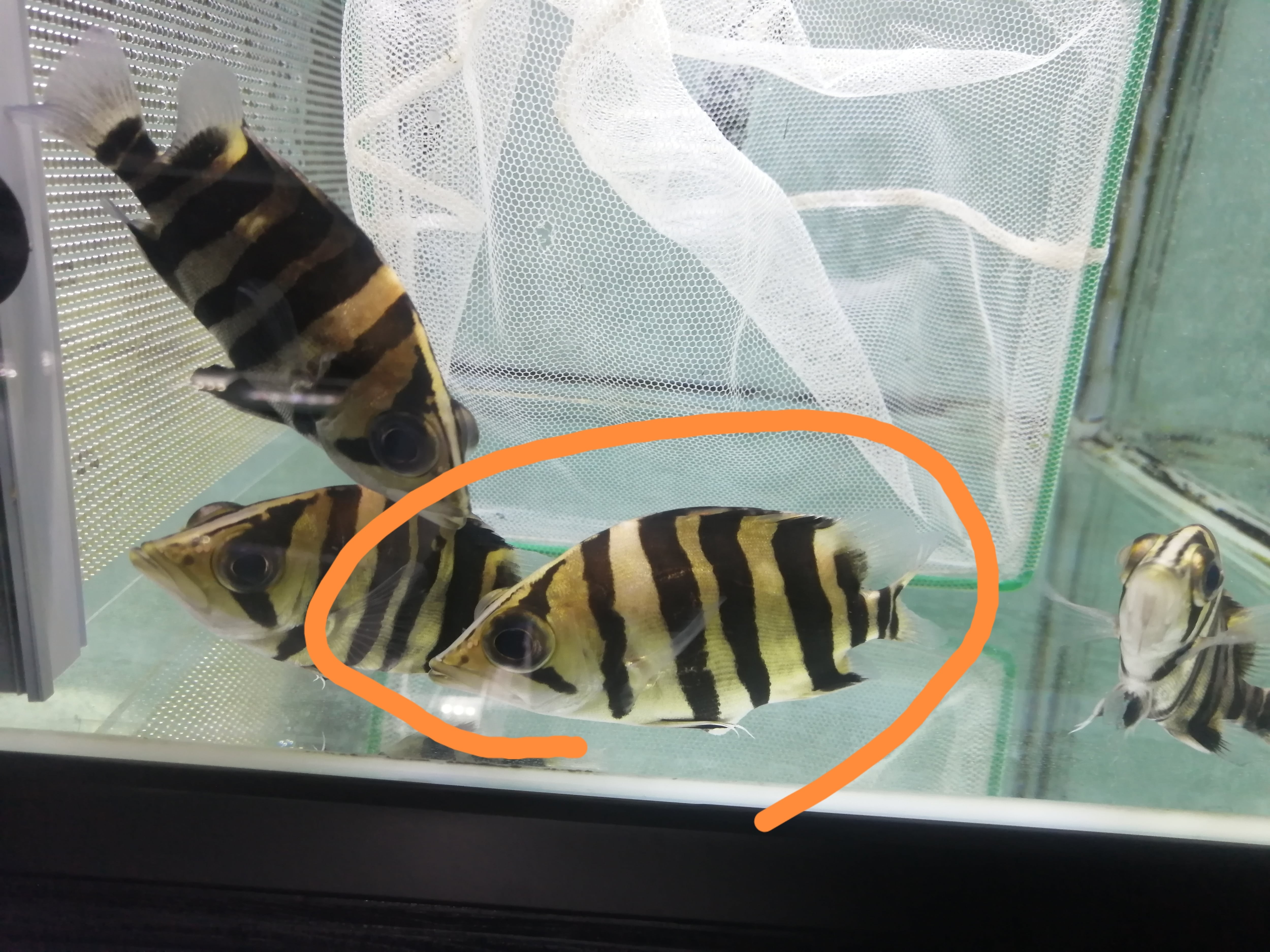 ①厳選美個体★ダトニオプラスワン(ボルネオ) ±7㎝