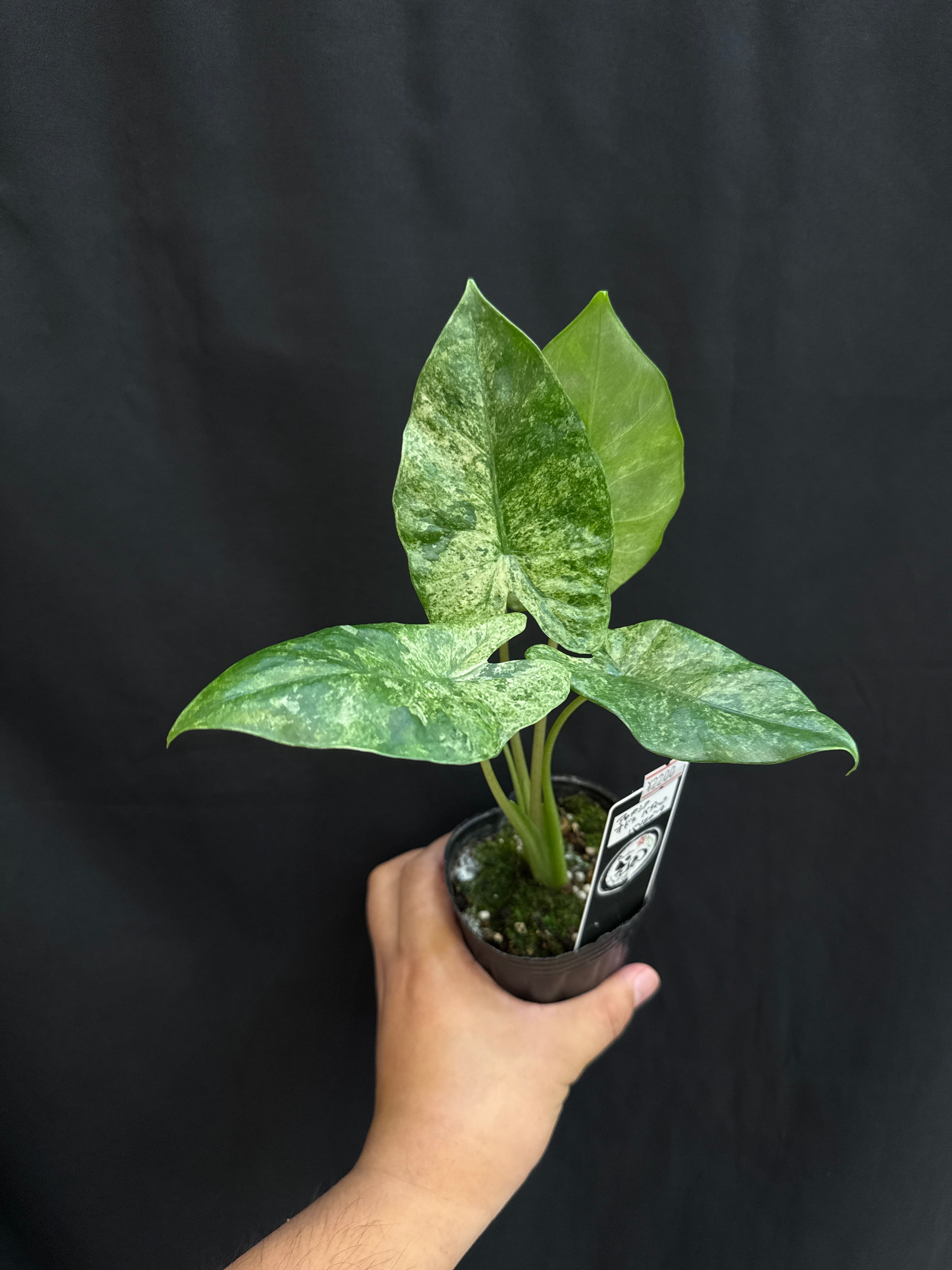 アロカシア オドラ バティック バリエガータ | Gardenえん 【観葉熱帯