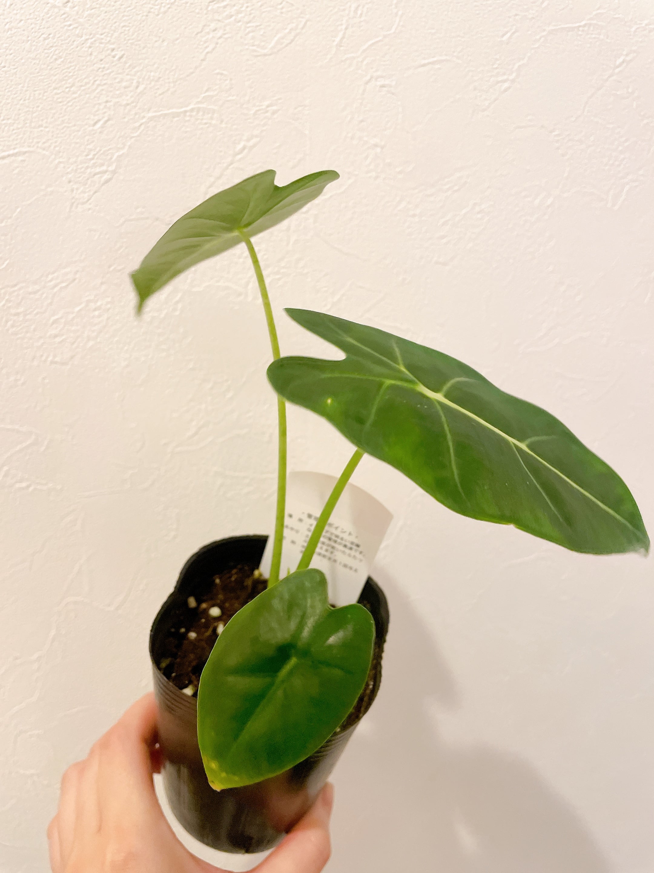 アンスリウム ウェンドリンゲリ 3号 | youth plants アンスリウム ウェンドリンゲリ 3号 | youth plants