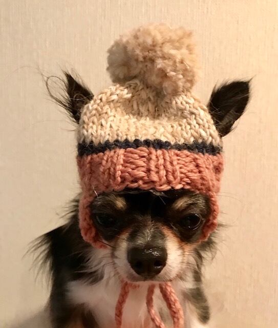 ネコ 小型犬 ニット帽 世界でひとつのニット帽