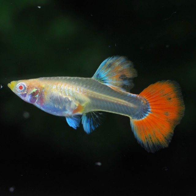 【セール】RREAフルレッドタキシード　若魚2ペア＋おまけ1ペア