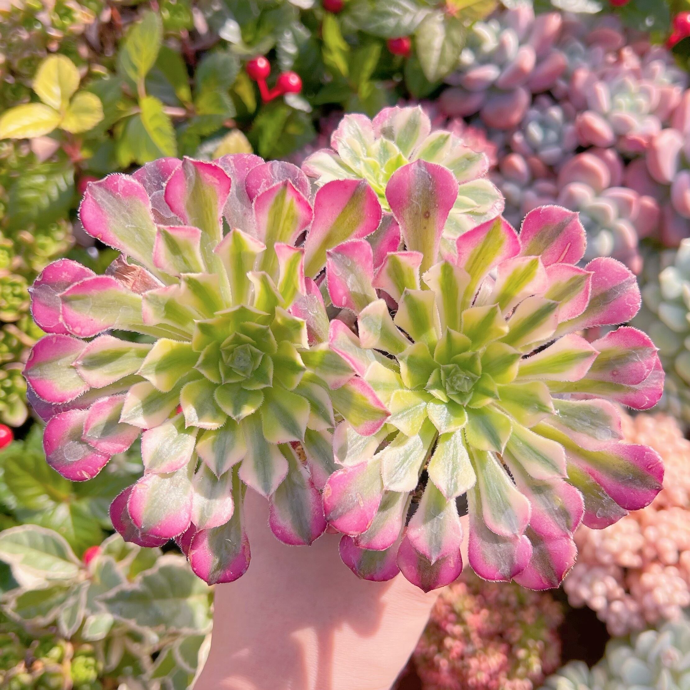 現品　ブラックチェリー#737   るる農園