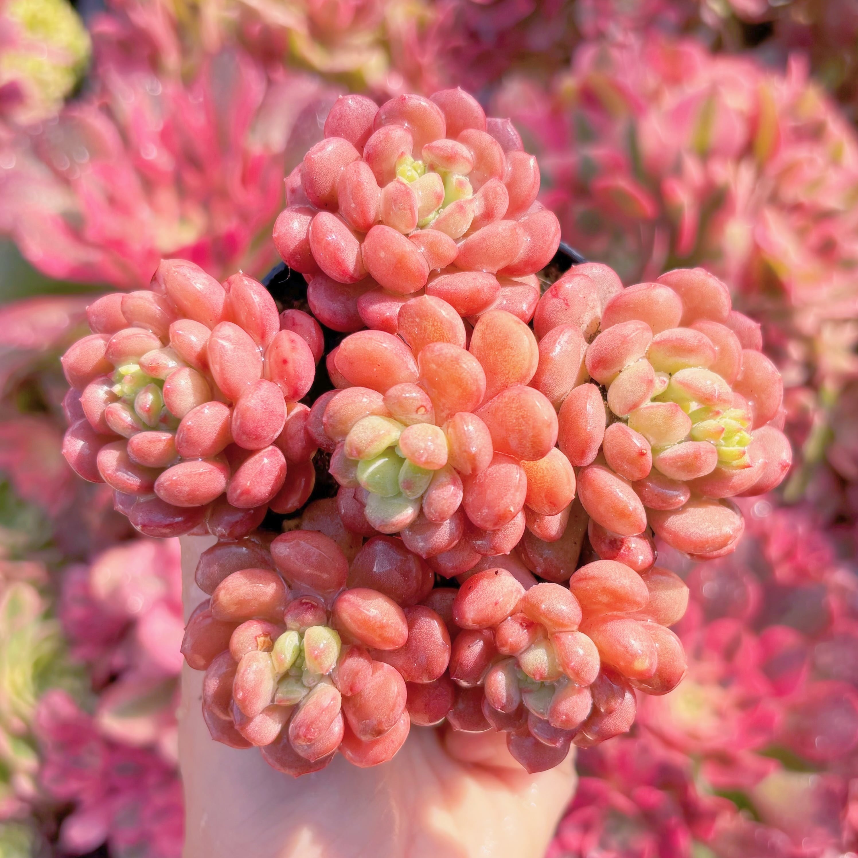 現品　Red Egg#A066　新入荷　るる農園