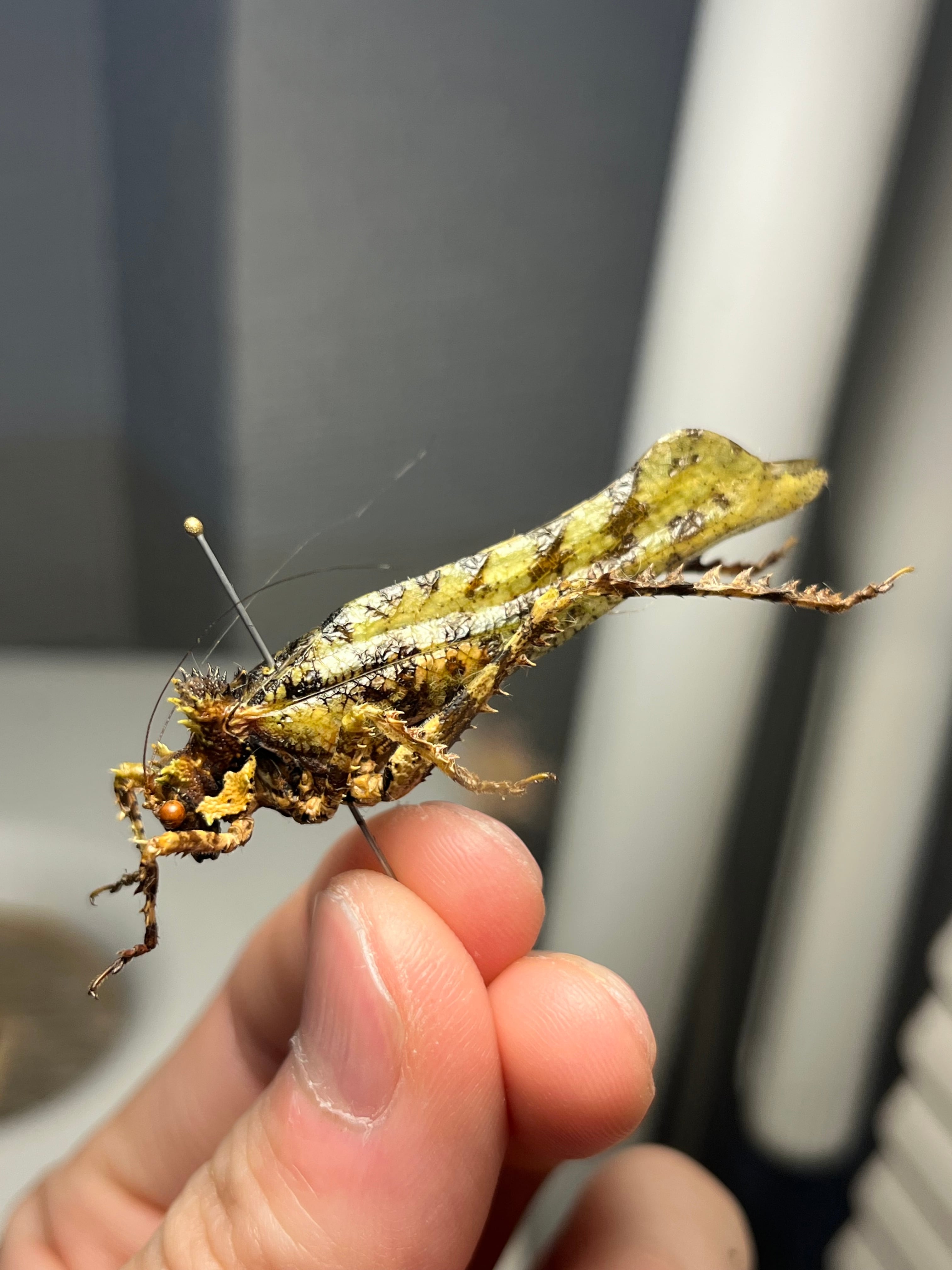 極太珍々】スジバネトゲフチオオウスバカミキリムシの幼虫 特大 ブル