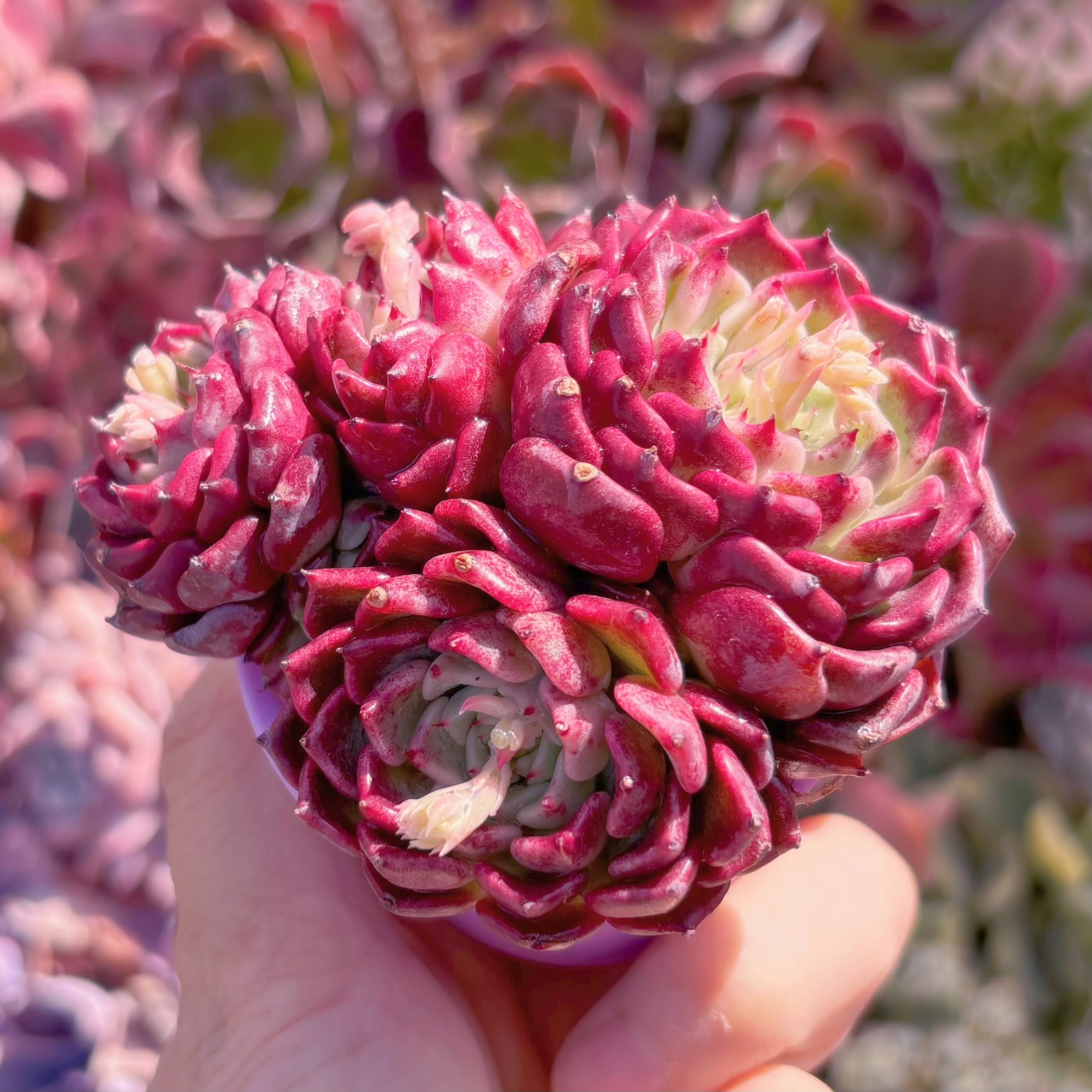 多肉植物　  沙羅姫牡丹sp　群生　新入荷　るる農園