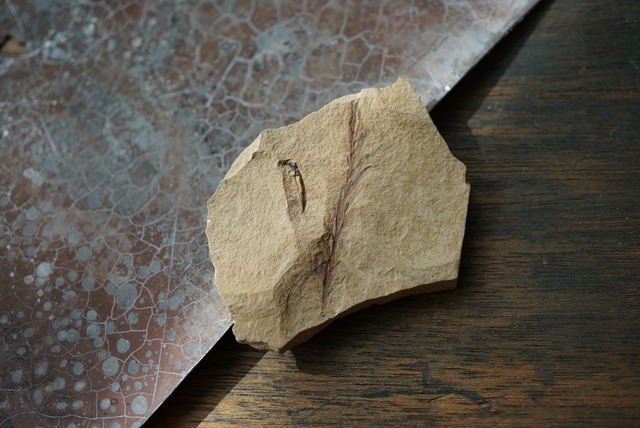 メタセコイア化石 Metasequoia sp. 1511