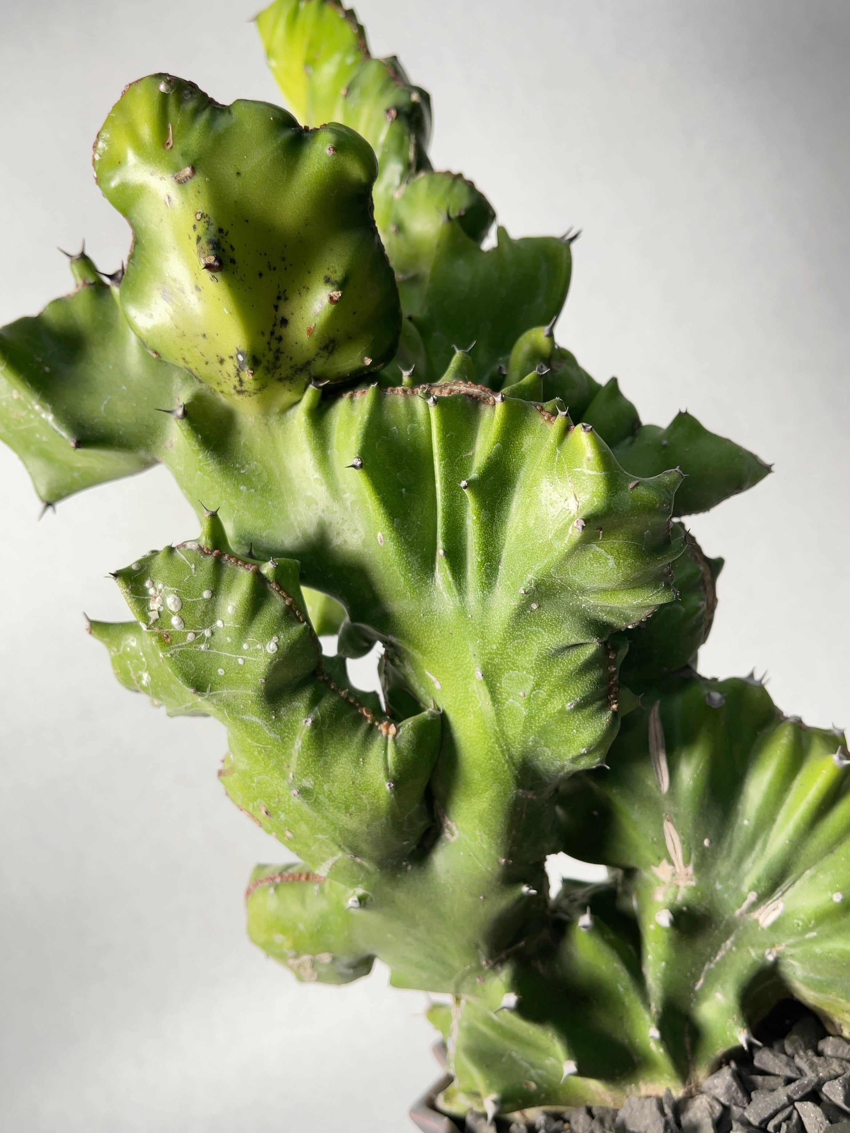 ユーフォルビア・魔界麒麟 | trigger