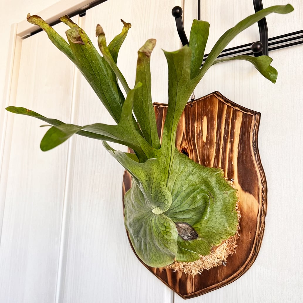 ビカクシダ グランデ 板付 【観葉植物 壁掛け コウモリラン