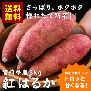 【熟成前】新芋 ご家庭用 宮崎県産 さつまいも 紅はるか(生芋) 3kg 送料無料 サ ツマイモ