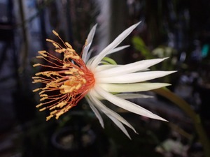 【K様専用】Epiphyllum rubrocoronatum　CUTTING