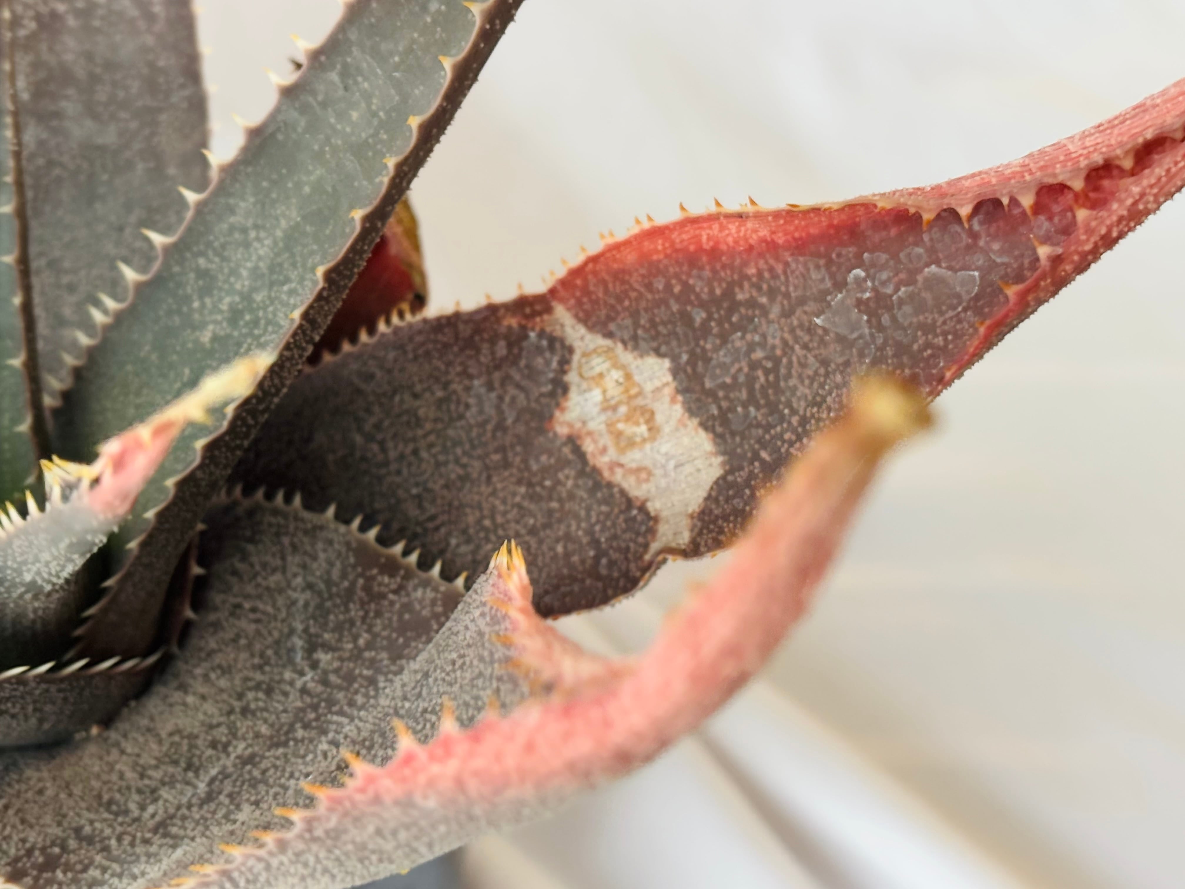 Aloe thorncroftii アロエ ソーンクロフティ 多肉植物 | plants MARU