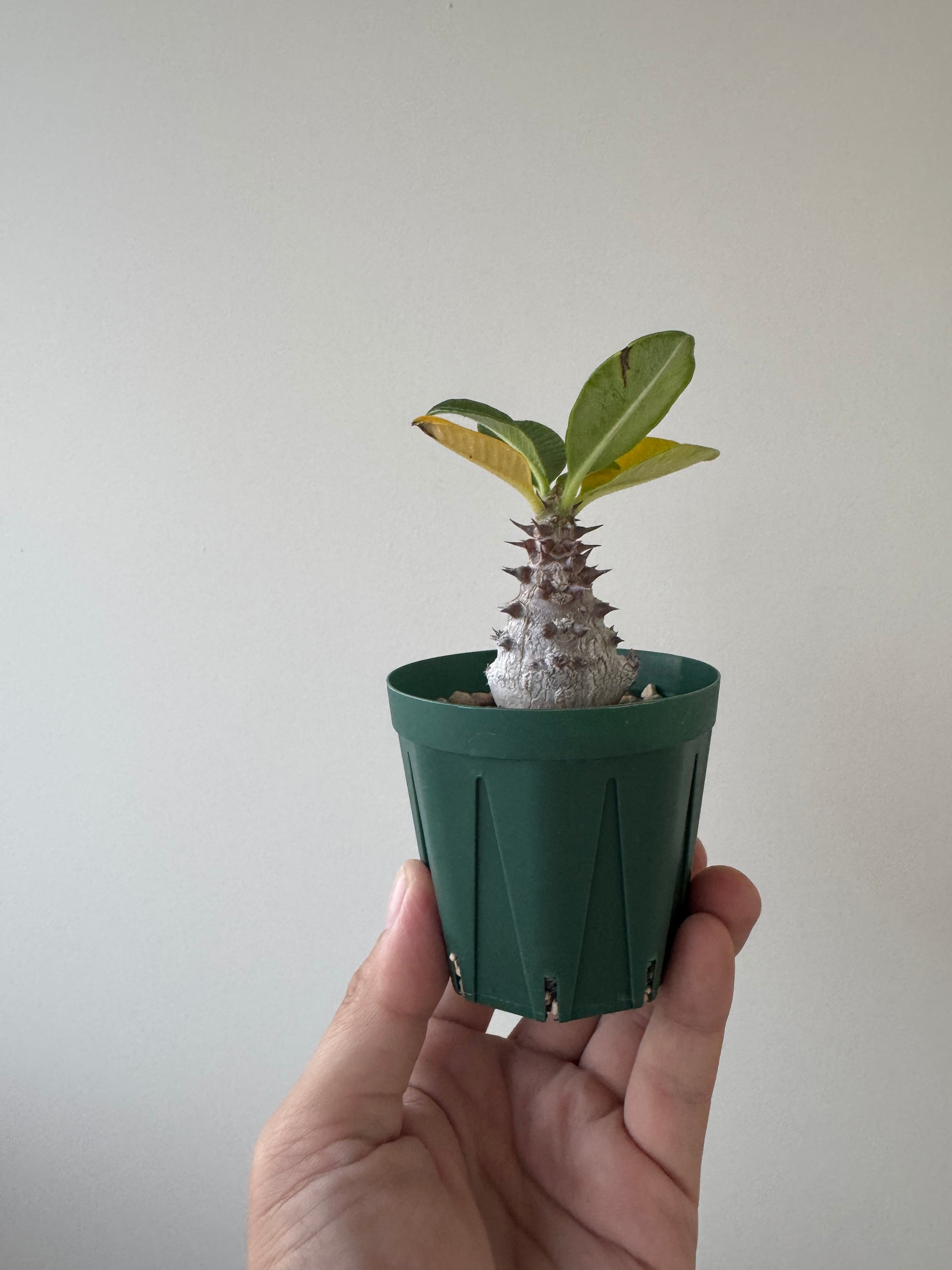 【ありがとう価格】Pachypodium baronii var. windsorii【赤花咲かすレア塊根】パキポディウム ウィンゾリー