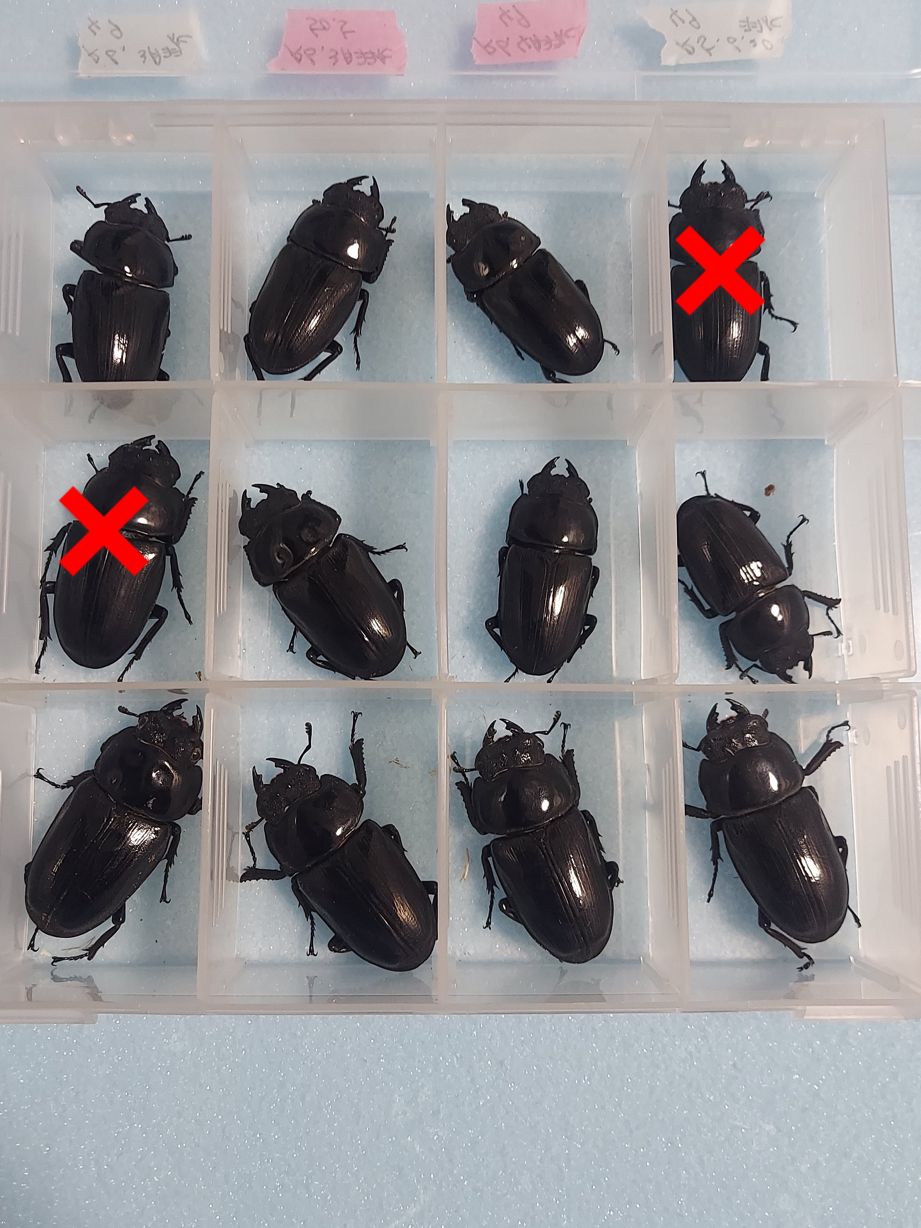 ②能勢YG血統幼虫10頭◇国産オオクワガタ