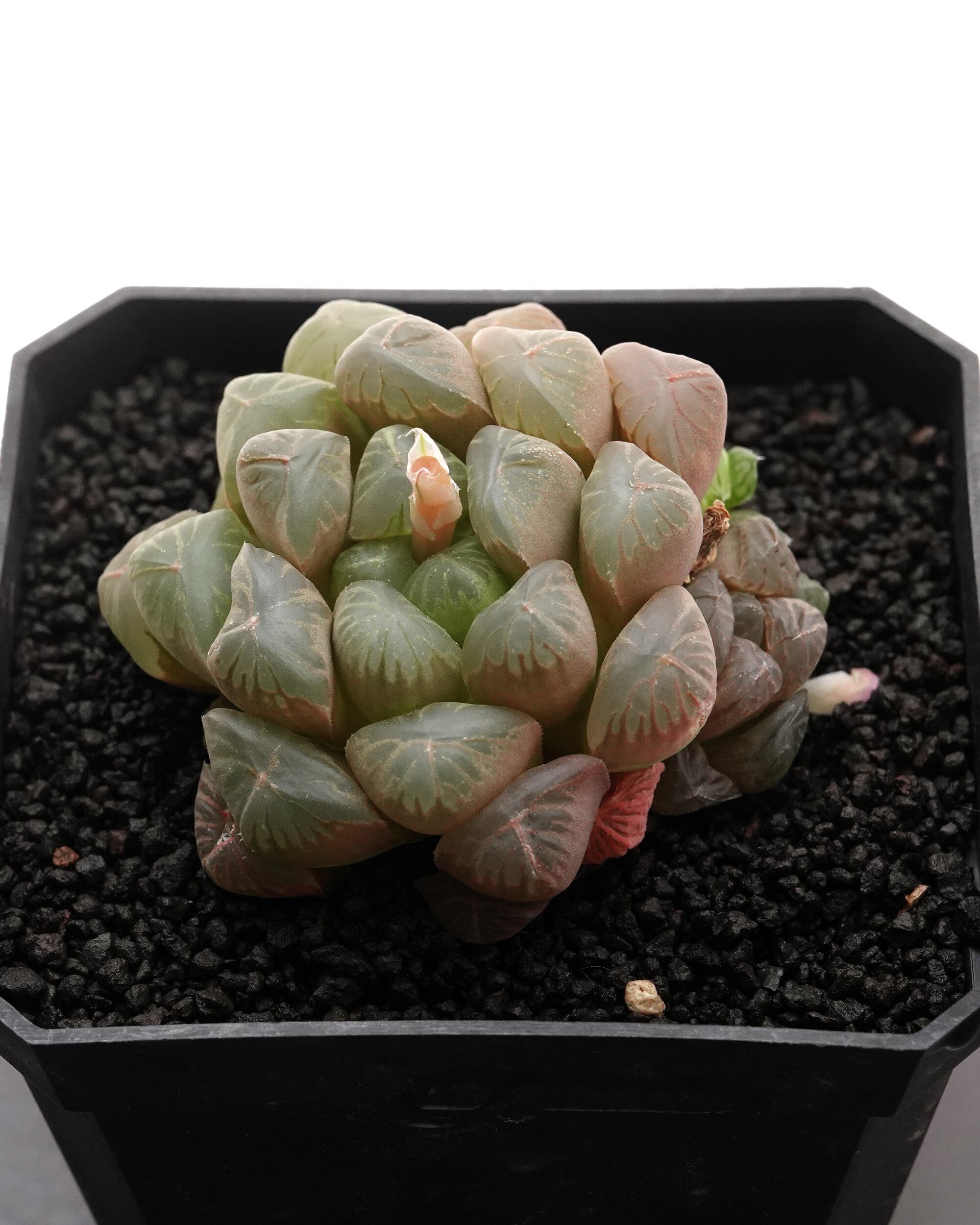 カット苗 ハオルチア 玉露 Haworthia 'Gyokuro' | PUKUBOOK SUCCULENTS