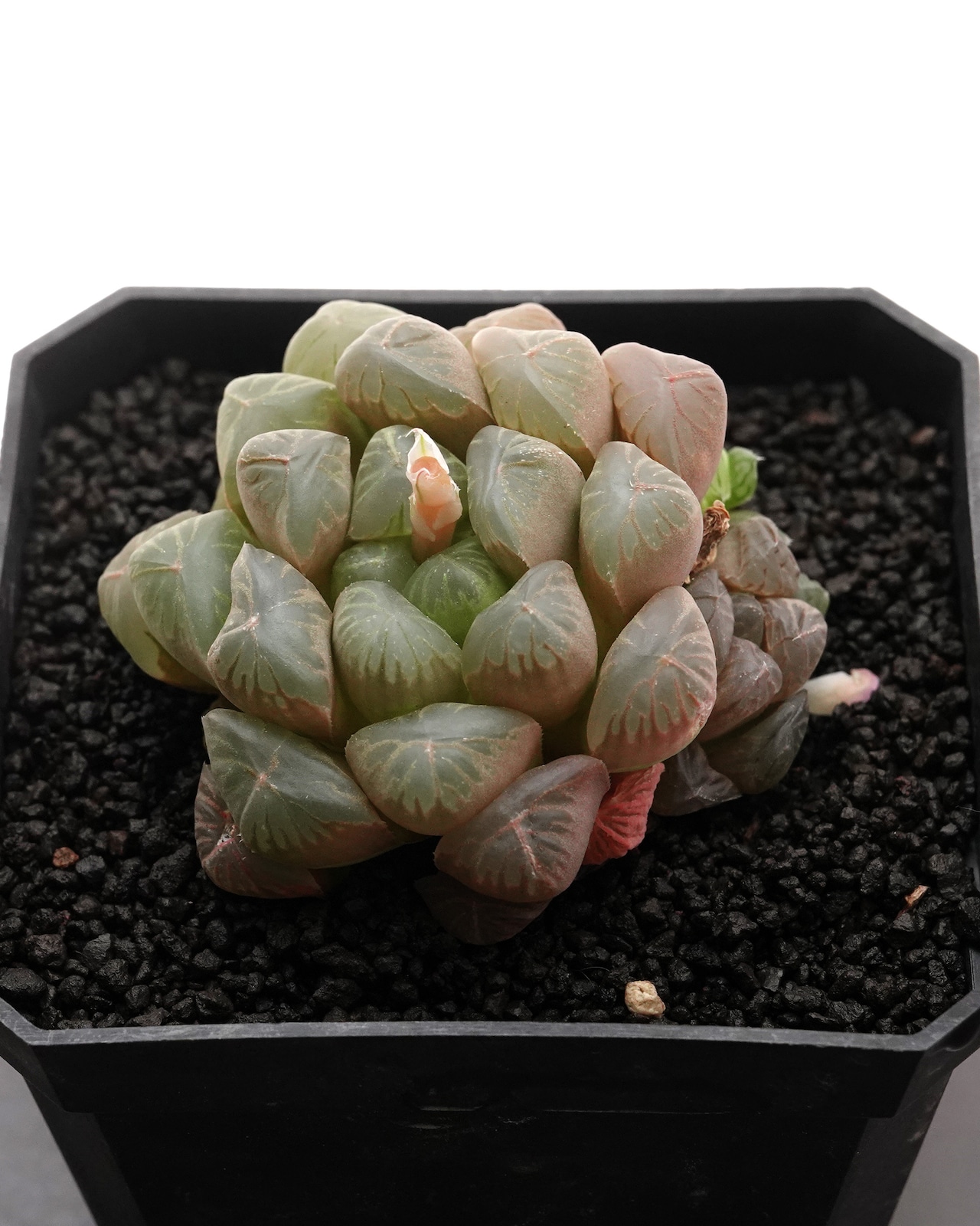 カット苗 ハオルチア 玉露 Haworthia 'Gyokuro'
