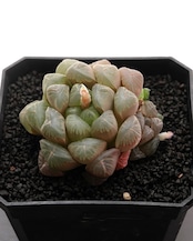 カット苗 ハオルチア 玉露 Haworthia 'Gyokuro'