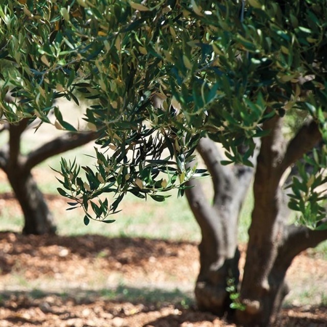 FRISINO BLACK EXTRA VIRGIN OLIVE OIL ちから強い風味のオリーブオイル