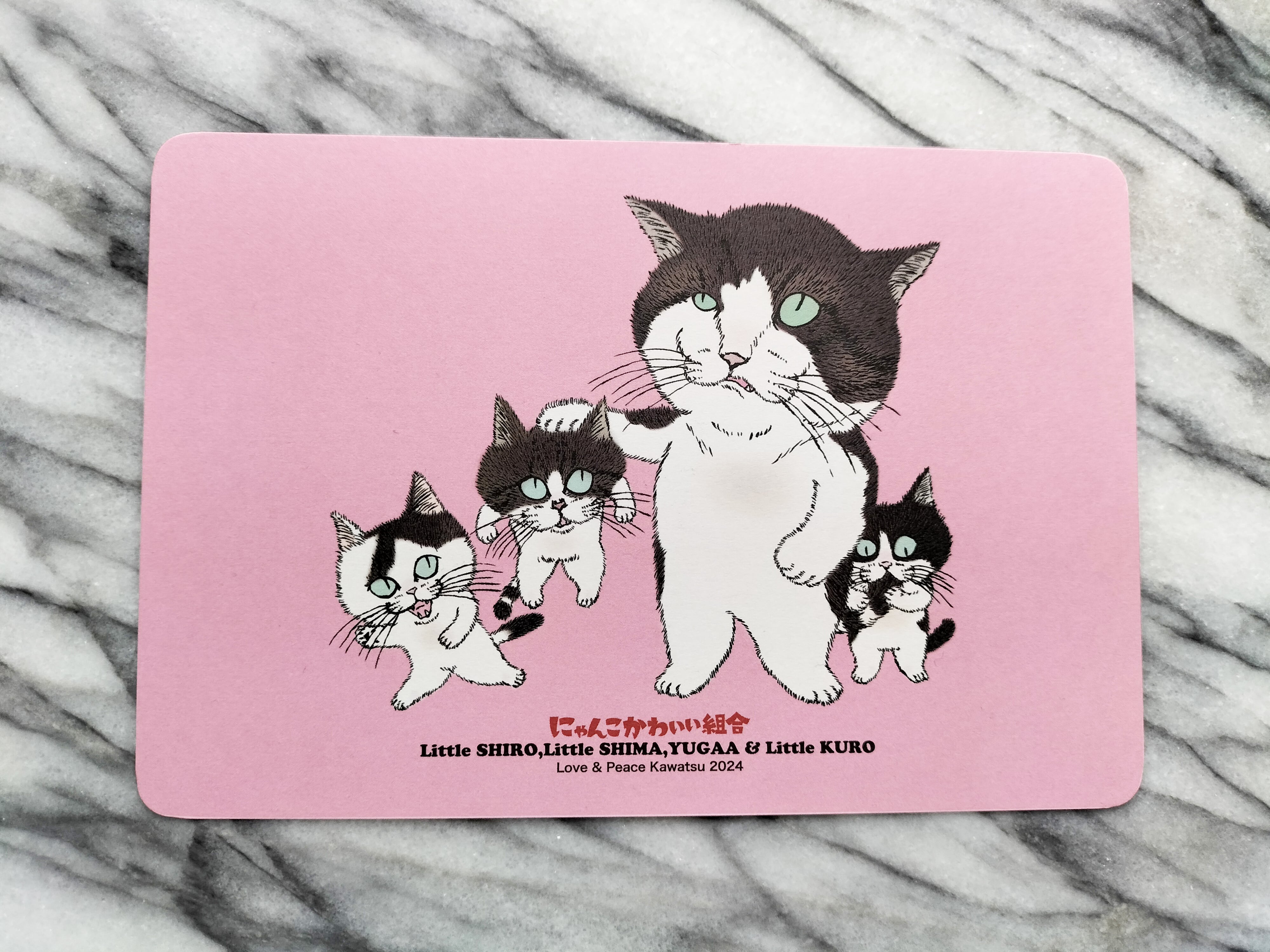 子猫のしろちゃん(左)、子猫のしまちゃん(真ん中)、ゆがぁ 子猫のしろちゃん(左)、子猫のしまちゃん(真ん中)、ゆがぁ