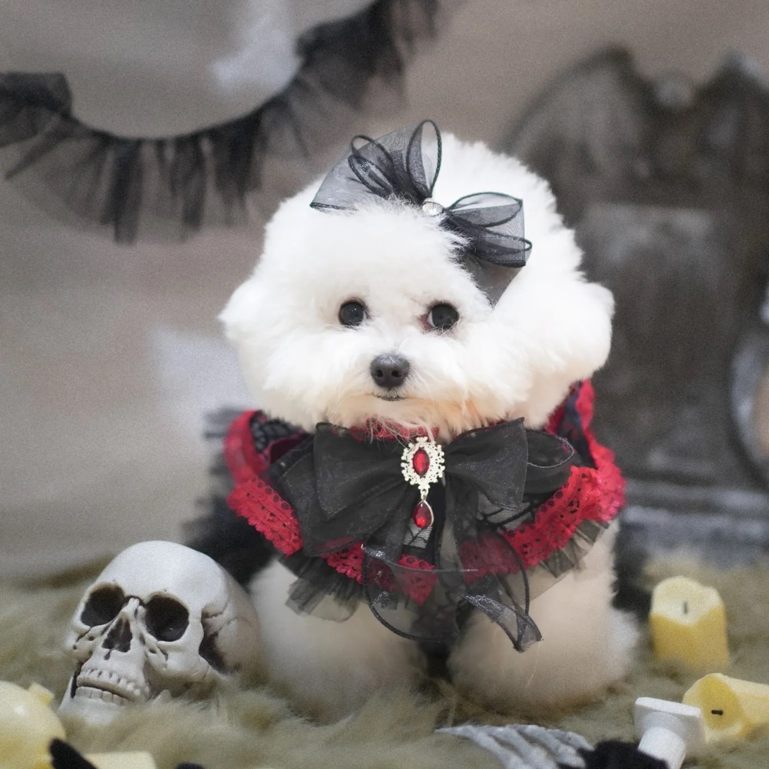 Haunted Castle – Bloody Web Pet Cape〈XS,Sサイズ〉