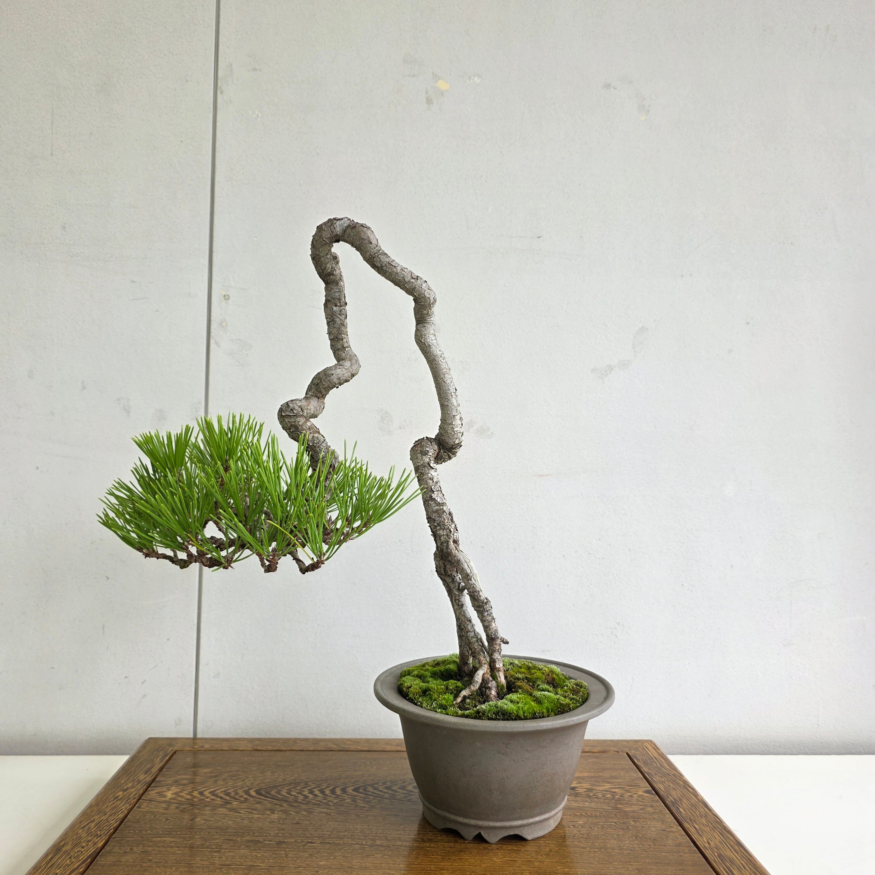 公式EC】BONSAI IKUMA