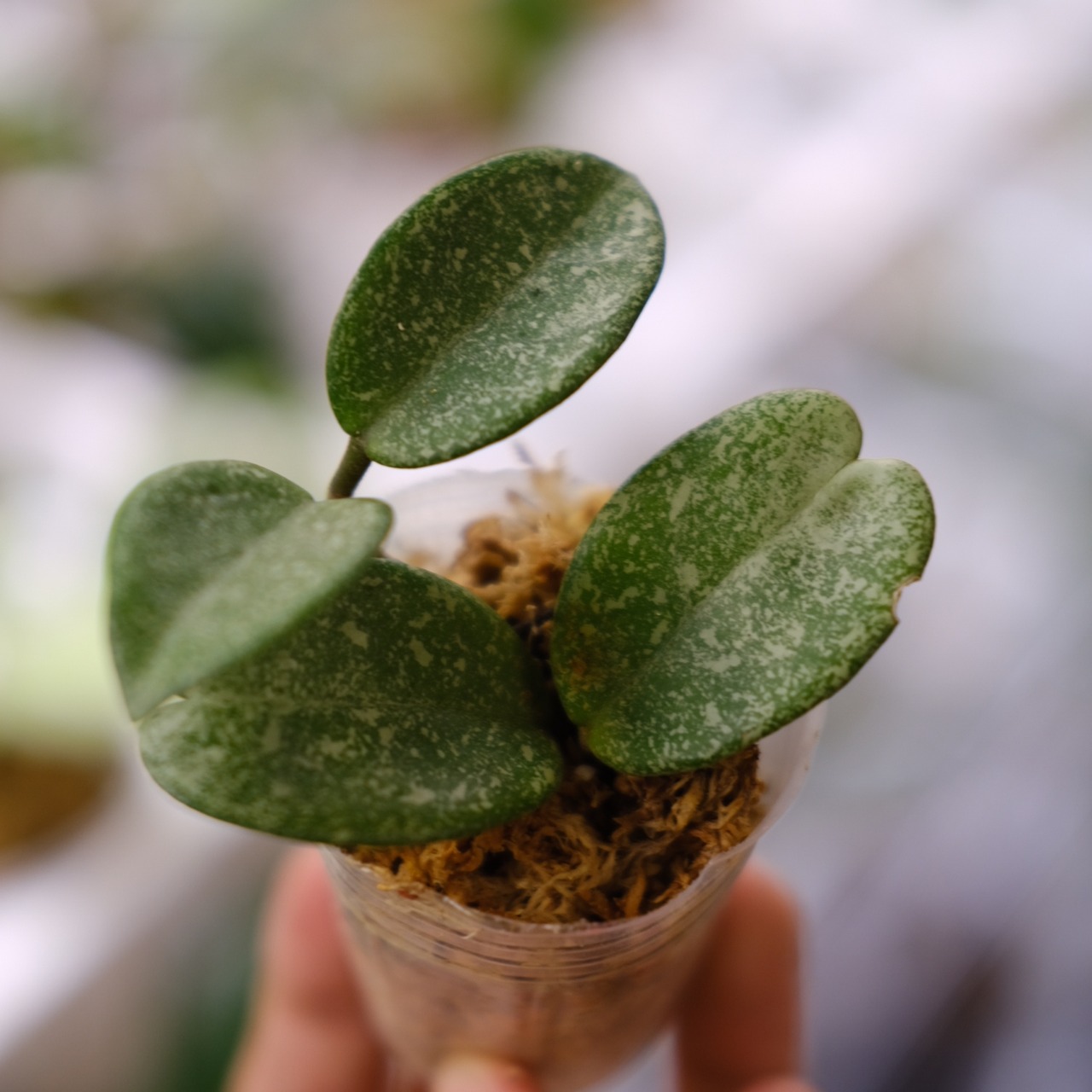 Hoya carnosa Nova Ghost / ホヤ カルノーサ ノバ ゴースト⑤│観葉植物