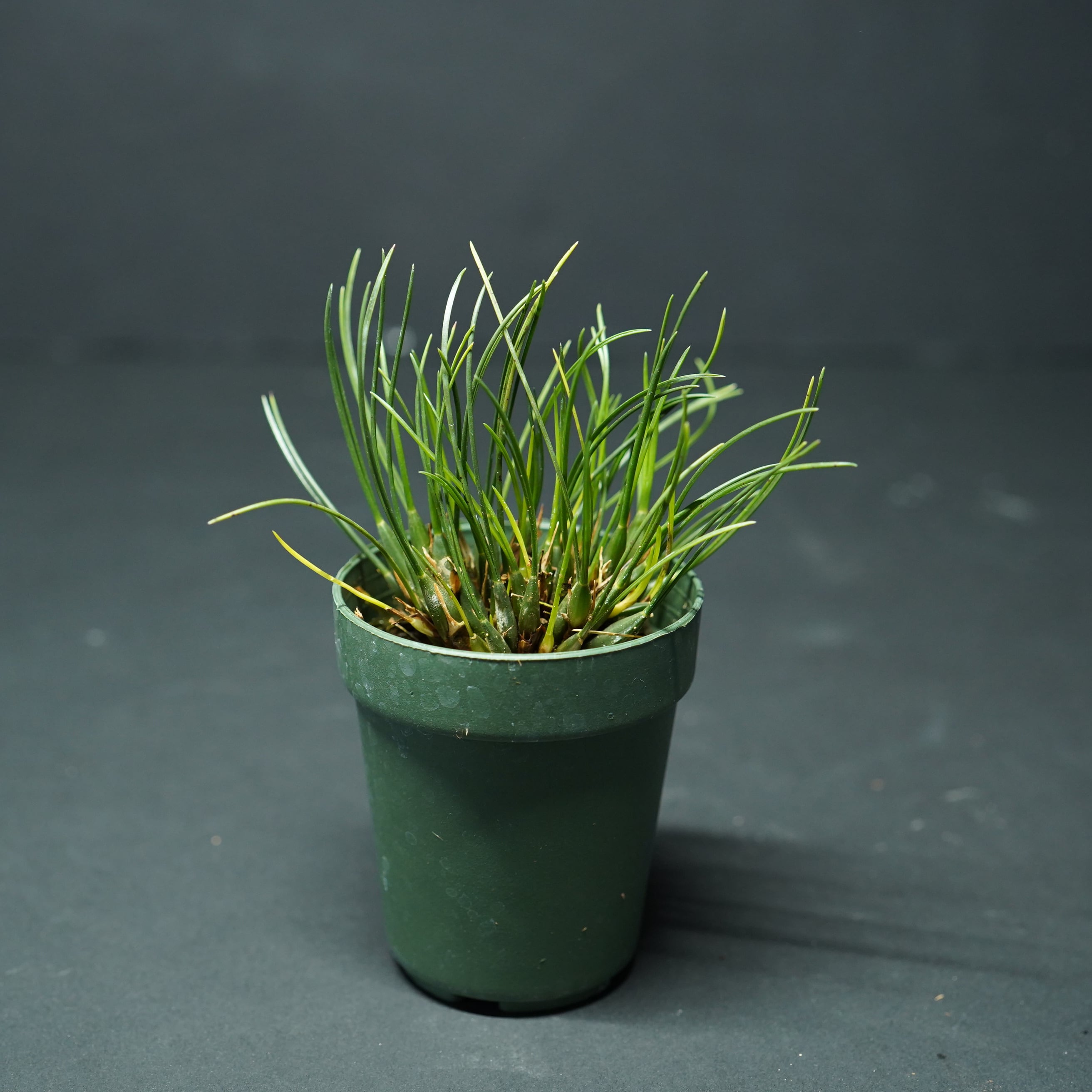 マキシラリア スペガジニアナ Maxillaria spegazziniana 【着生ラン】テラリウム・着生向き