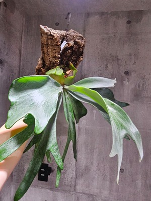 P. hillii Sp. (Chan) 【artPLANTs/PLANTS GARAGE】  ビカクシダ/Platycerium