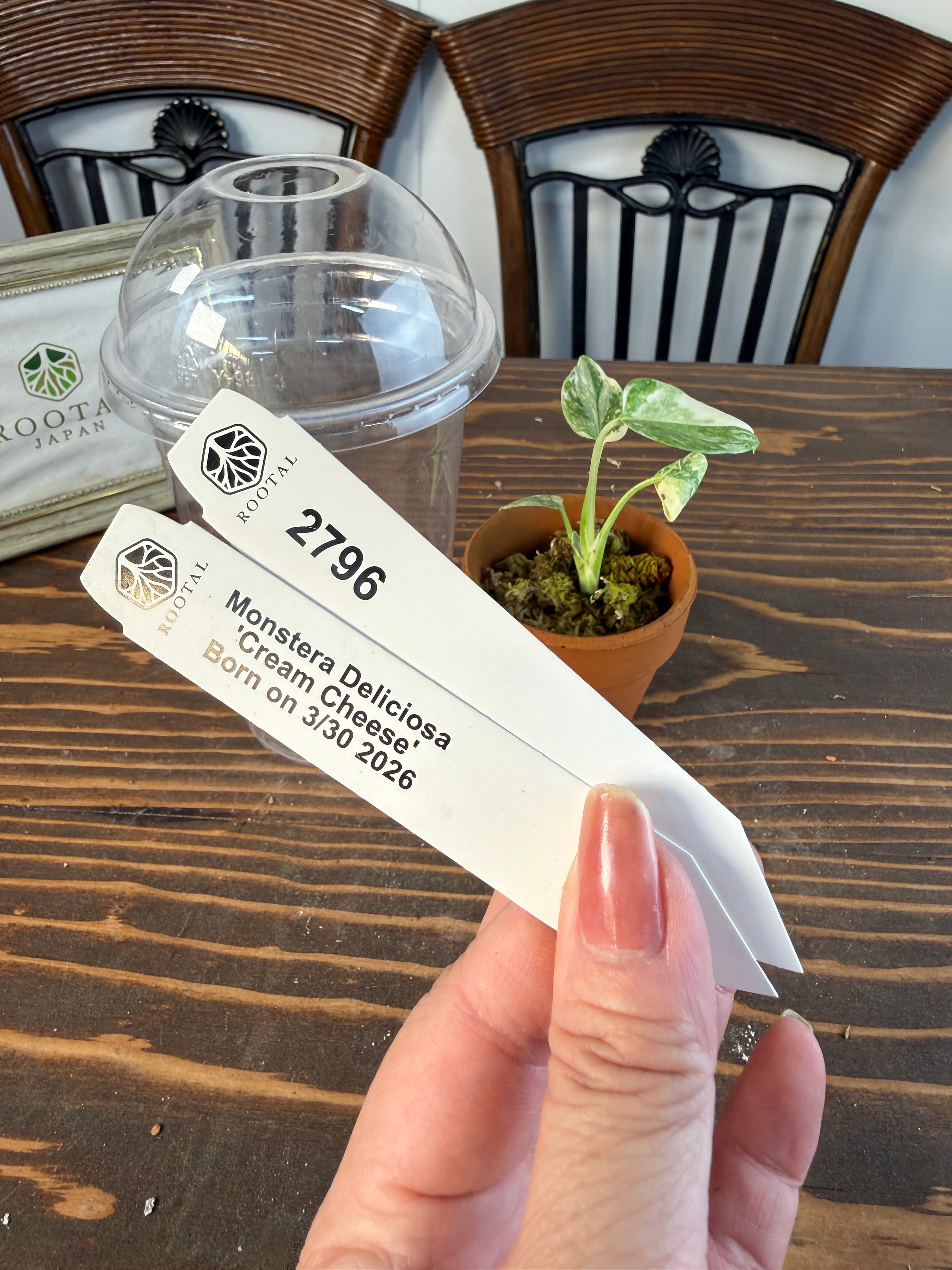 モンステラ　デリシオーサ　クリームチーズ 🧀Monstera deliciosa 'Cream Cheese'🧀】 モンステラデリシオーサ