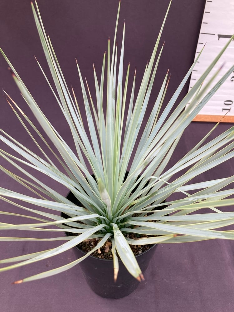 ユッカ・ロストラータ 5号 | 日本ライン花木センター 