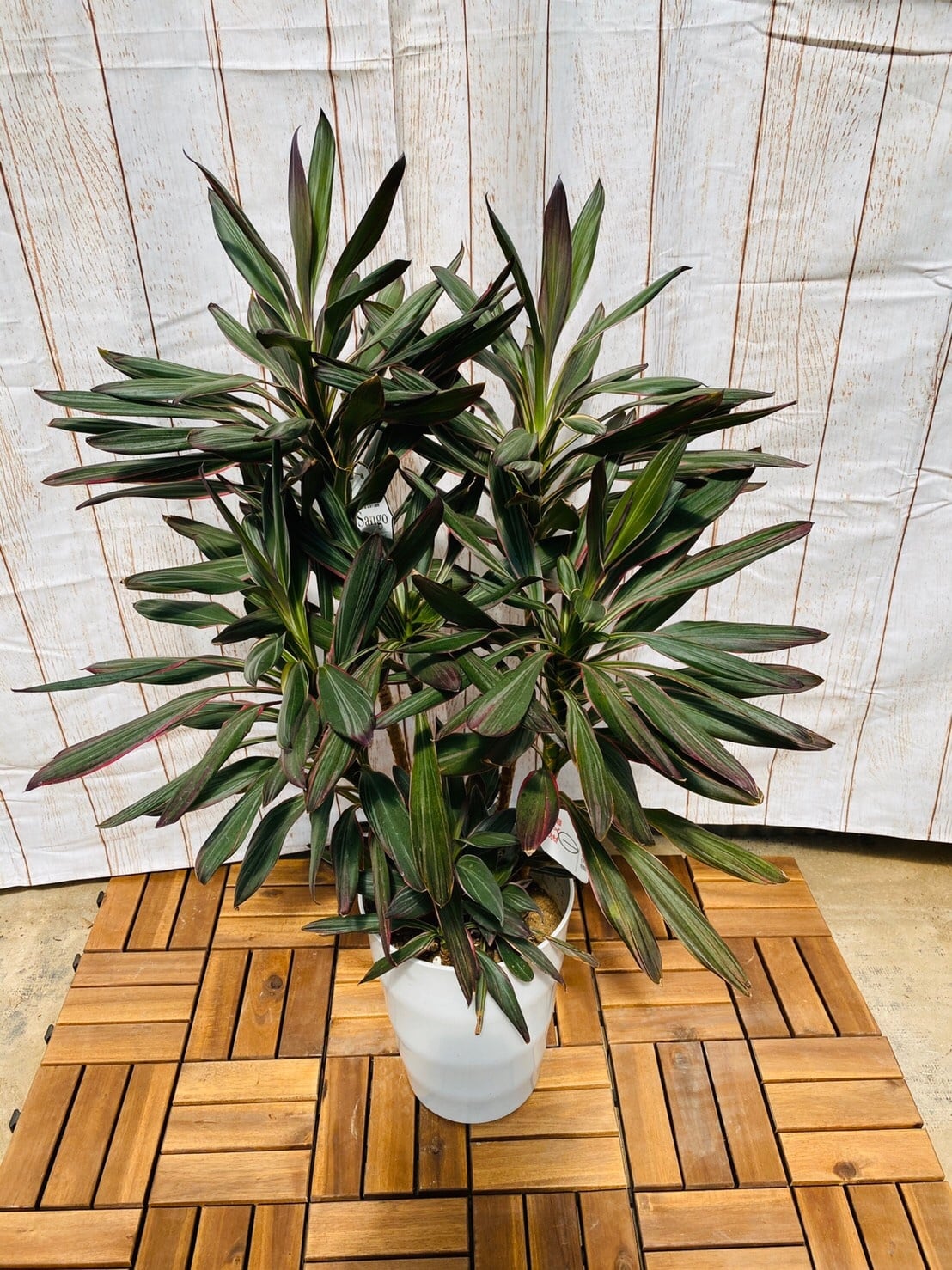 観葉植物 コルディリネ・サンゴ 7号 ① | ハウスプランツショップ 観葉