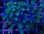 Alveopora 15