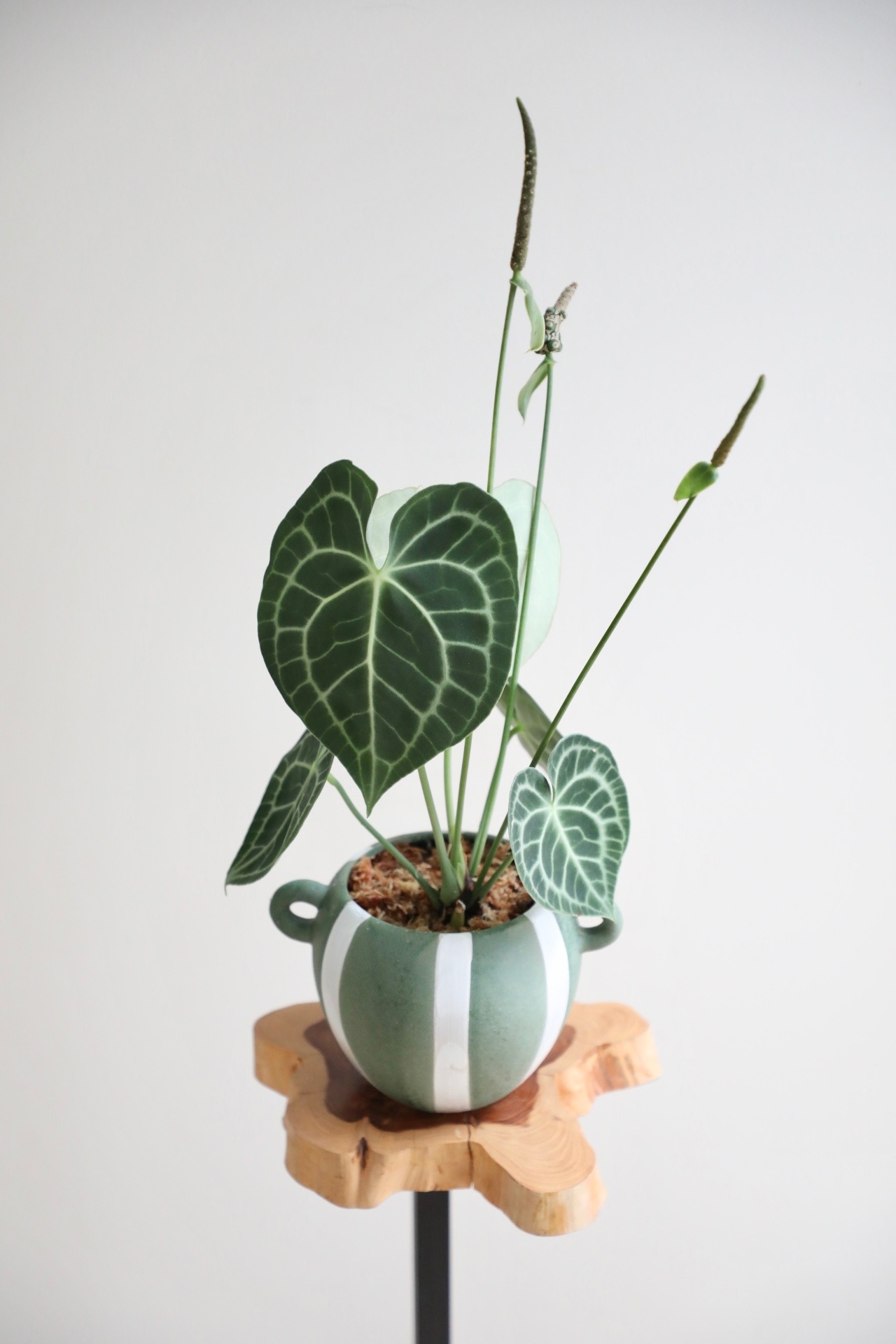 【M】アンスリウム クラリネルビウム/Anthurium ※土不使用