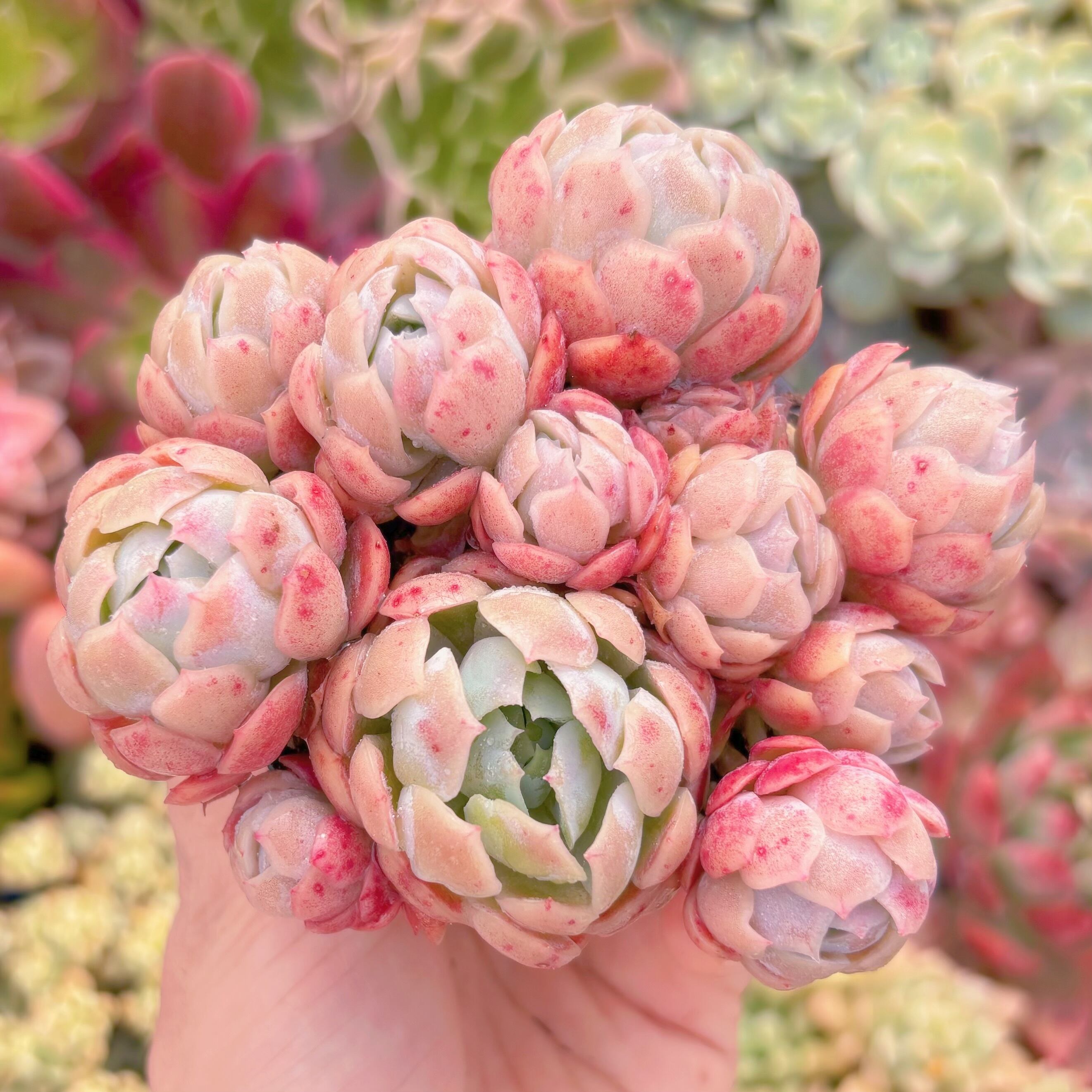 現品　クリームベリー#A13　るる農園