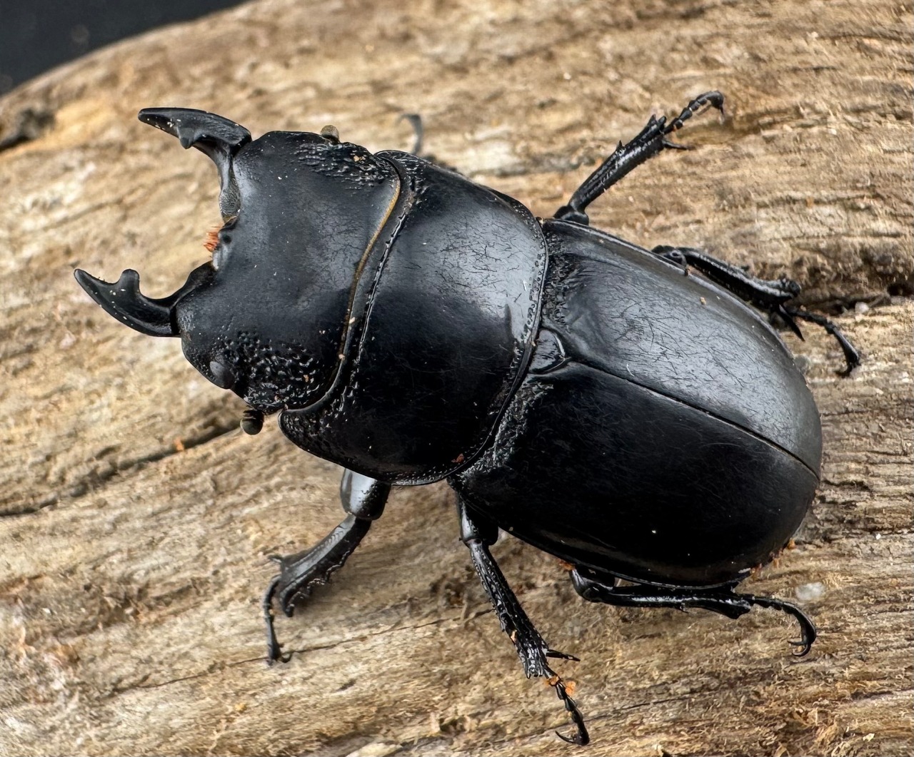 【WD】新産地《ルディテンポラリスニセヒラタ 桂林市産 31.5mm ペア》