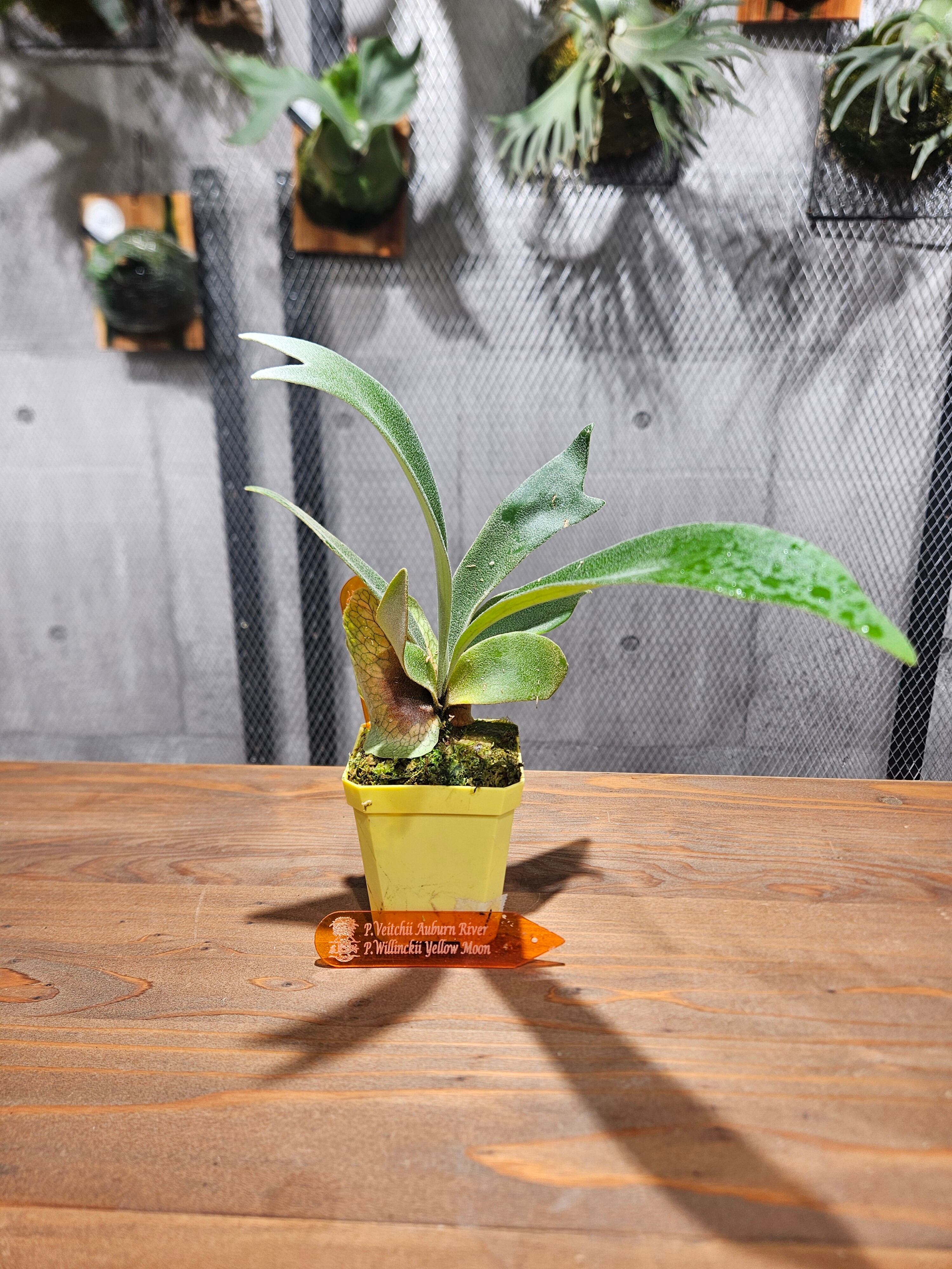 P.veitchii Auburn River × P.willinckii Yellow Moon Sporelings