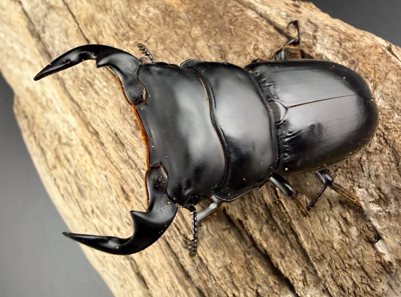 即ブリ《マレーアンタエウスオオクワ  グノン・ヌアン産 62mm ♂♀♀トリオ》